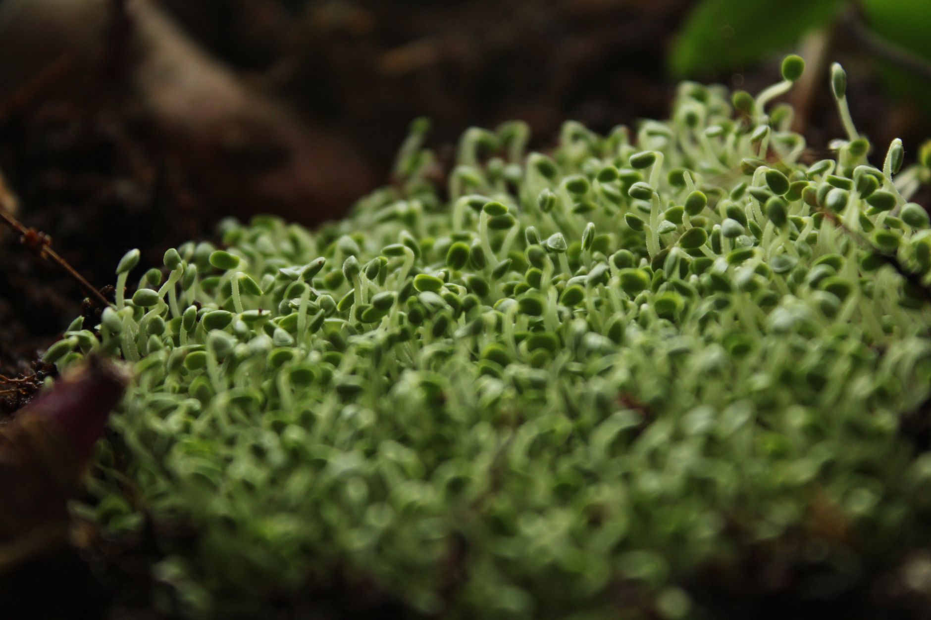Causes of leggy seedlings