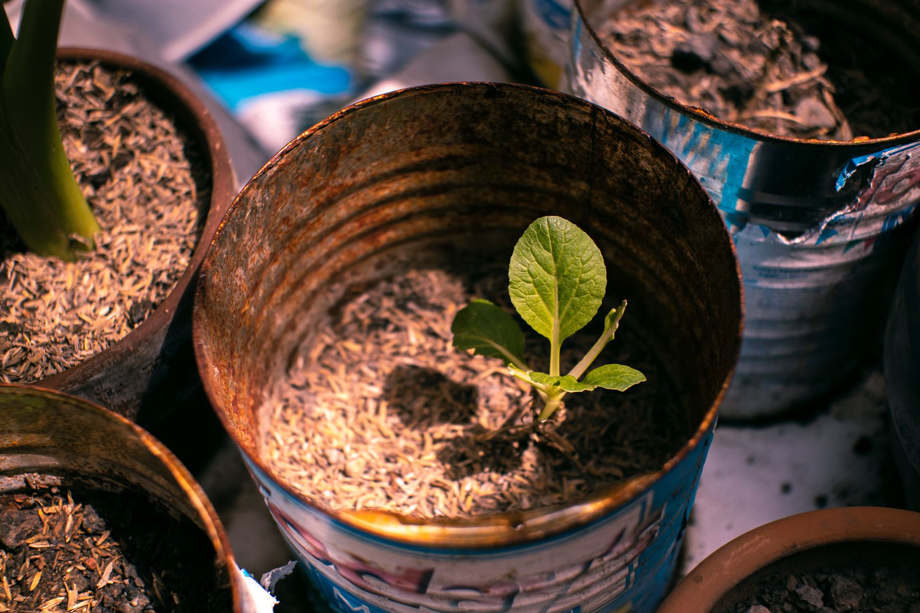 Fixing light for leggy seedlings