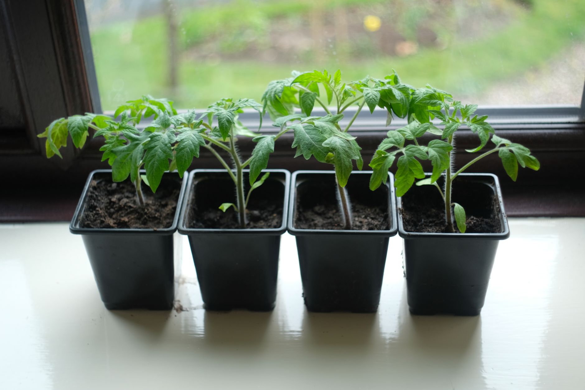 Brushing seedlings
