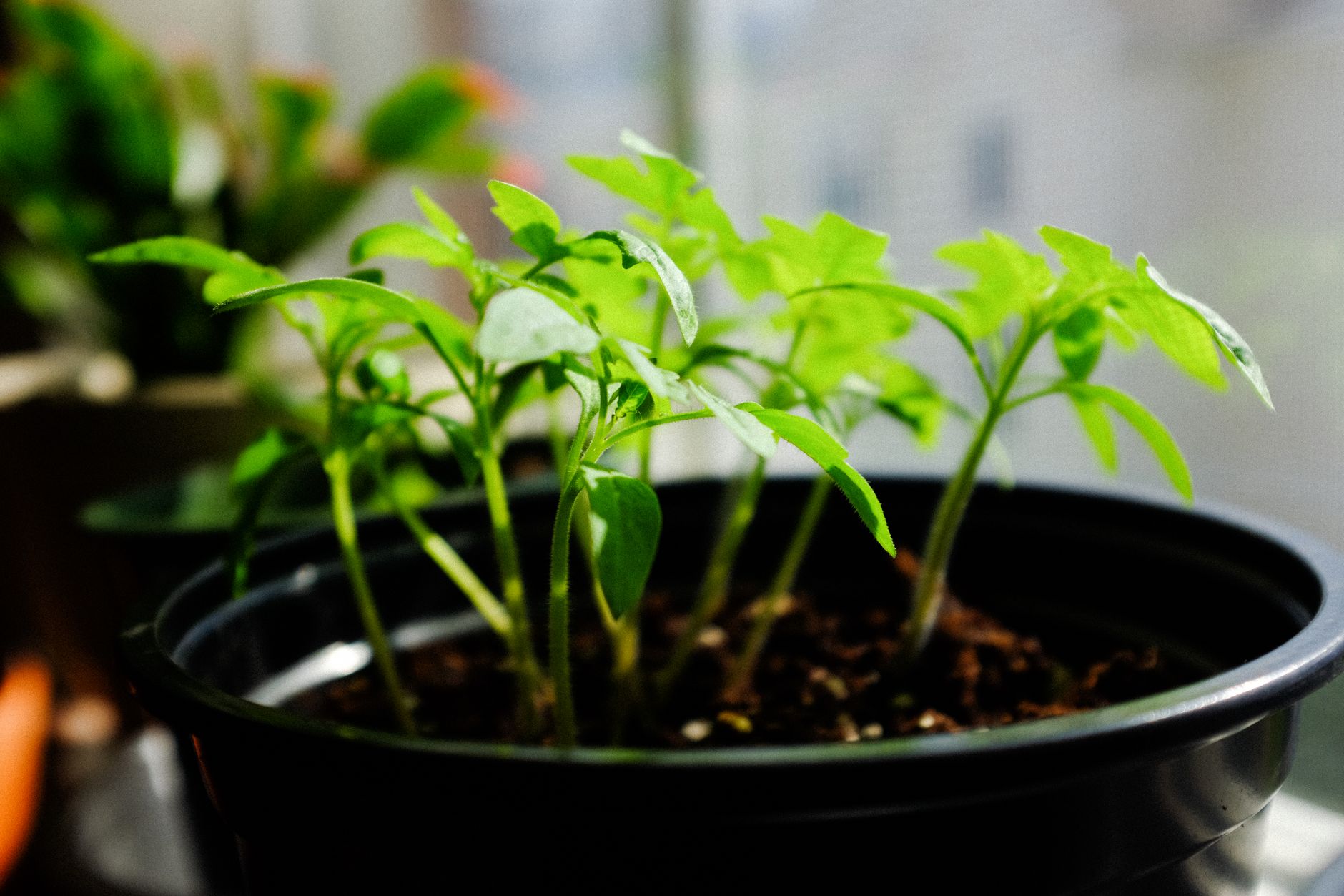 Transplanting to larger pots