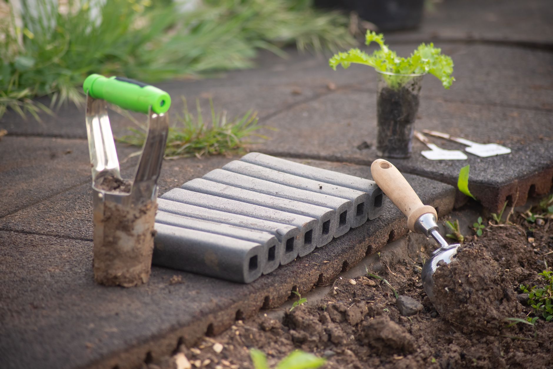 Hardening off seedlings