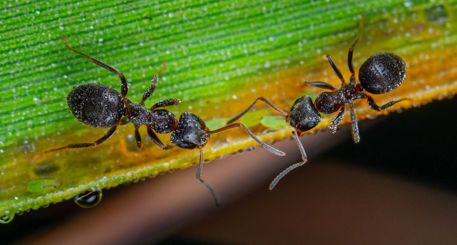 Aphid control
