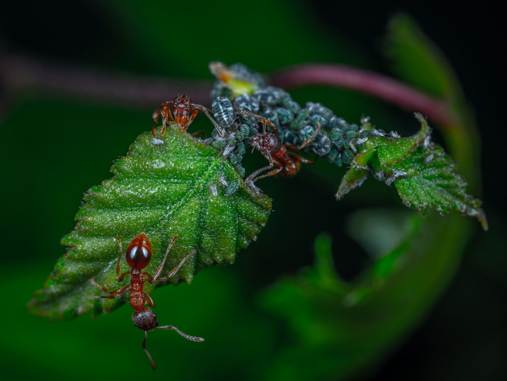 Aphid infestation signs