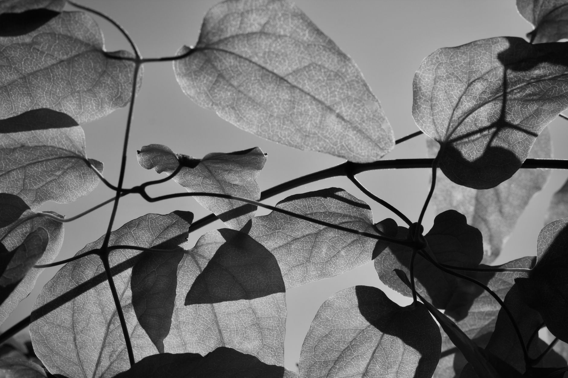 Solarization