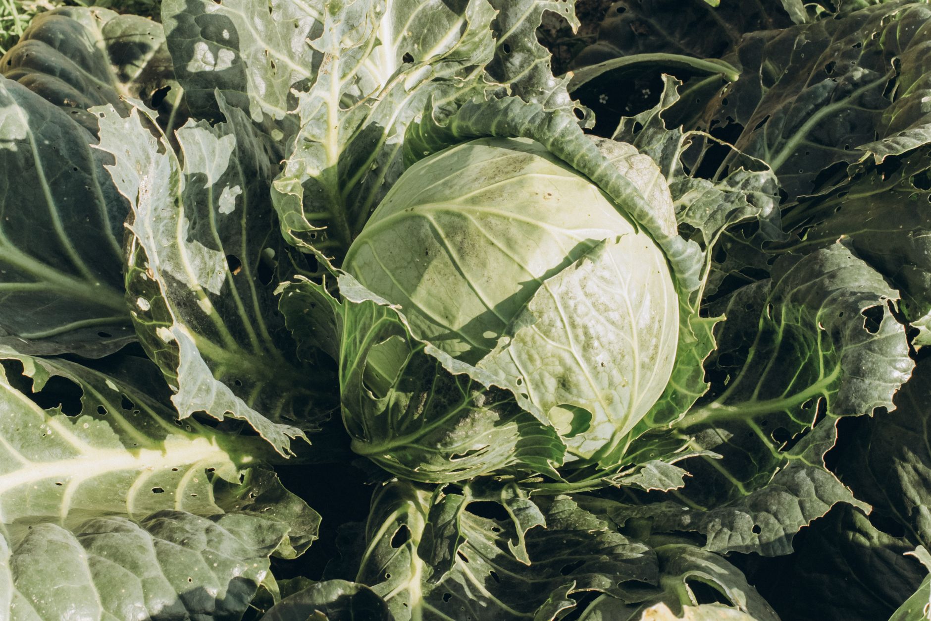 Cabbage worm identification