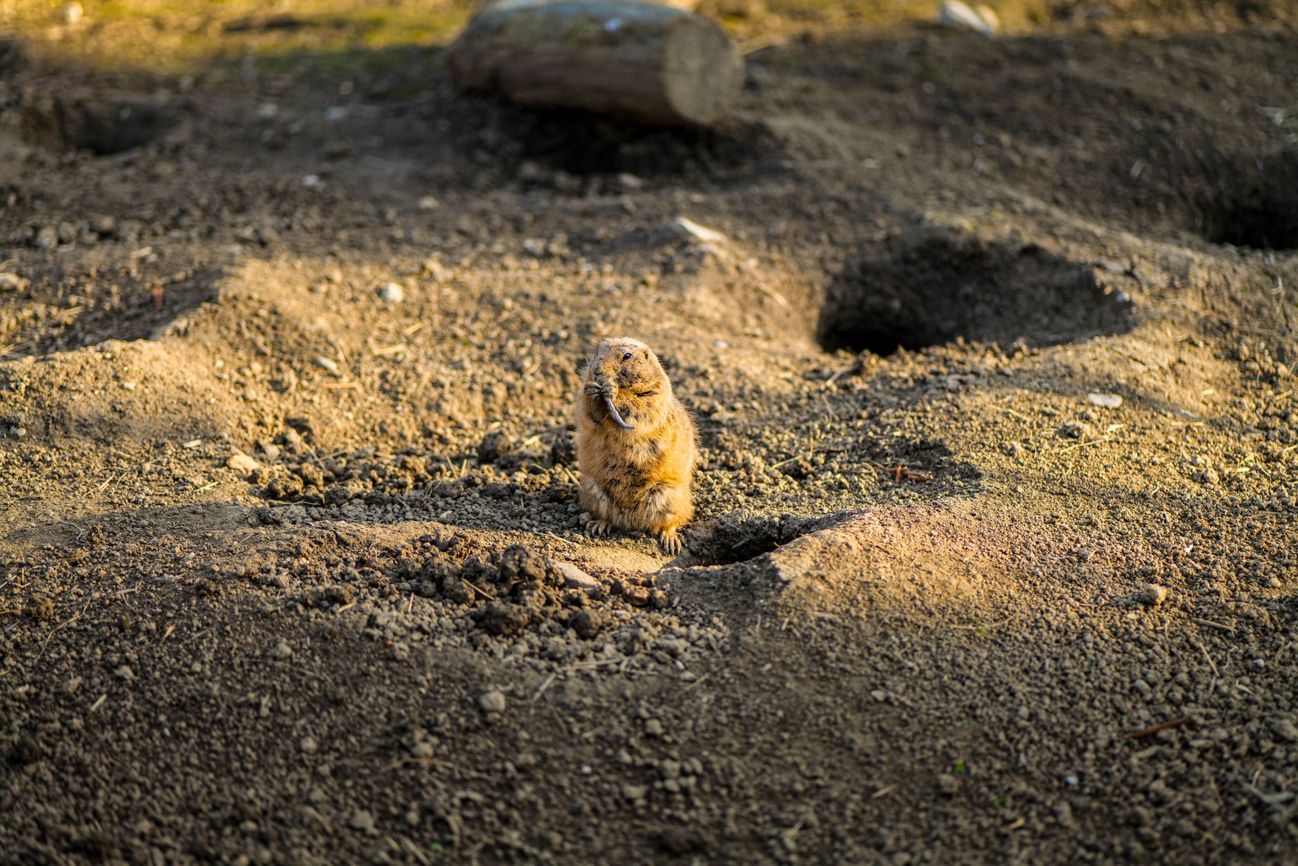 Chipmunk activity signs