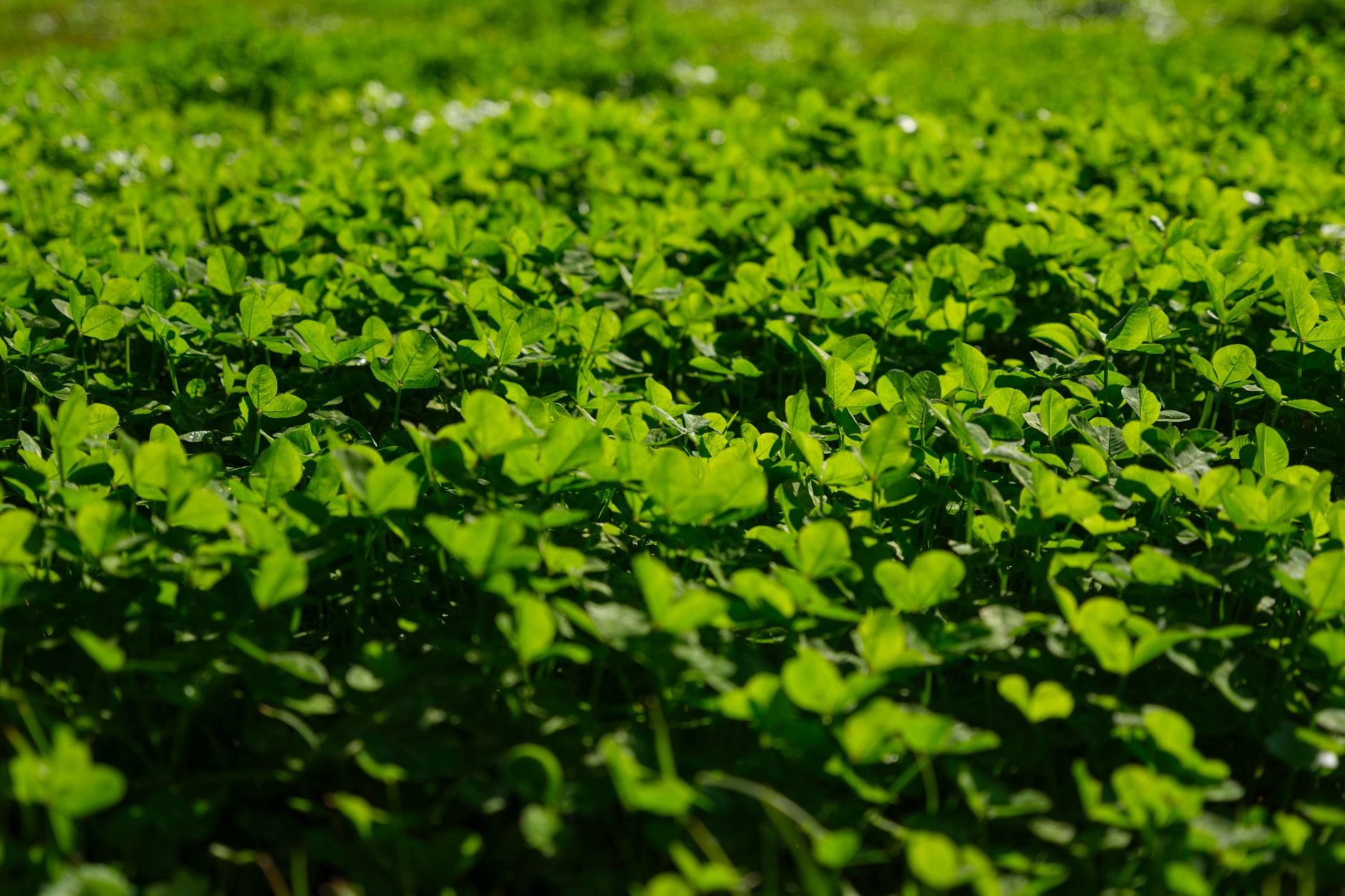 Clover identification
