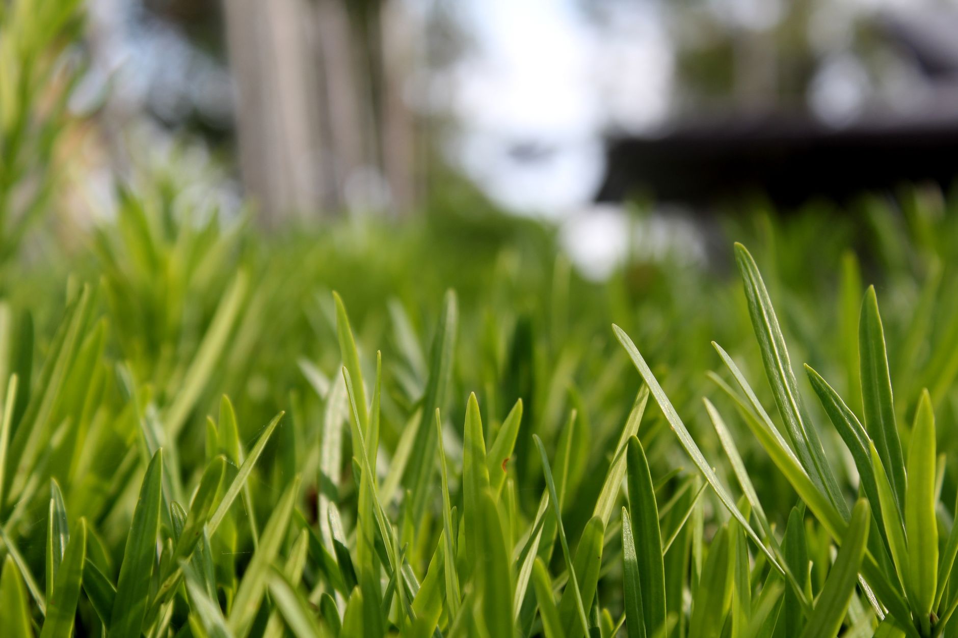Healthy lawn