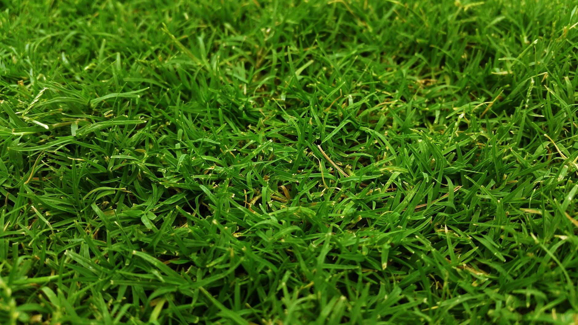 Overseeding