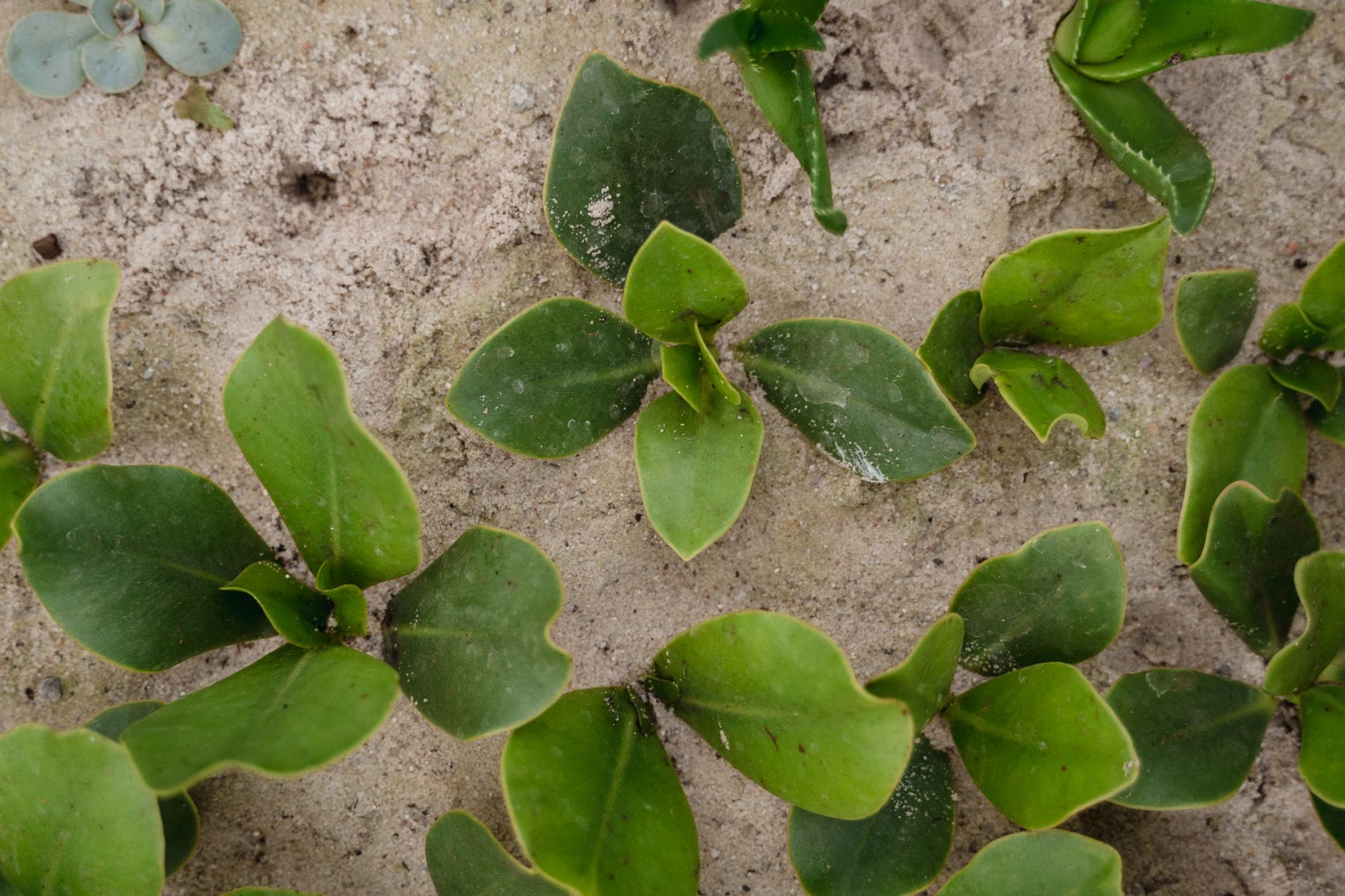 Cutworm damage