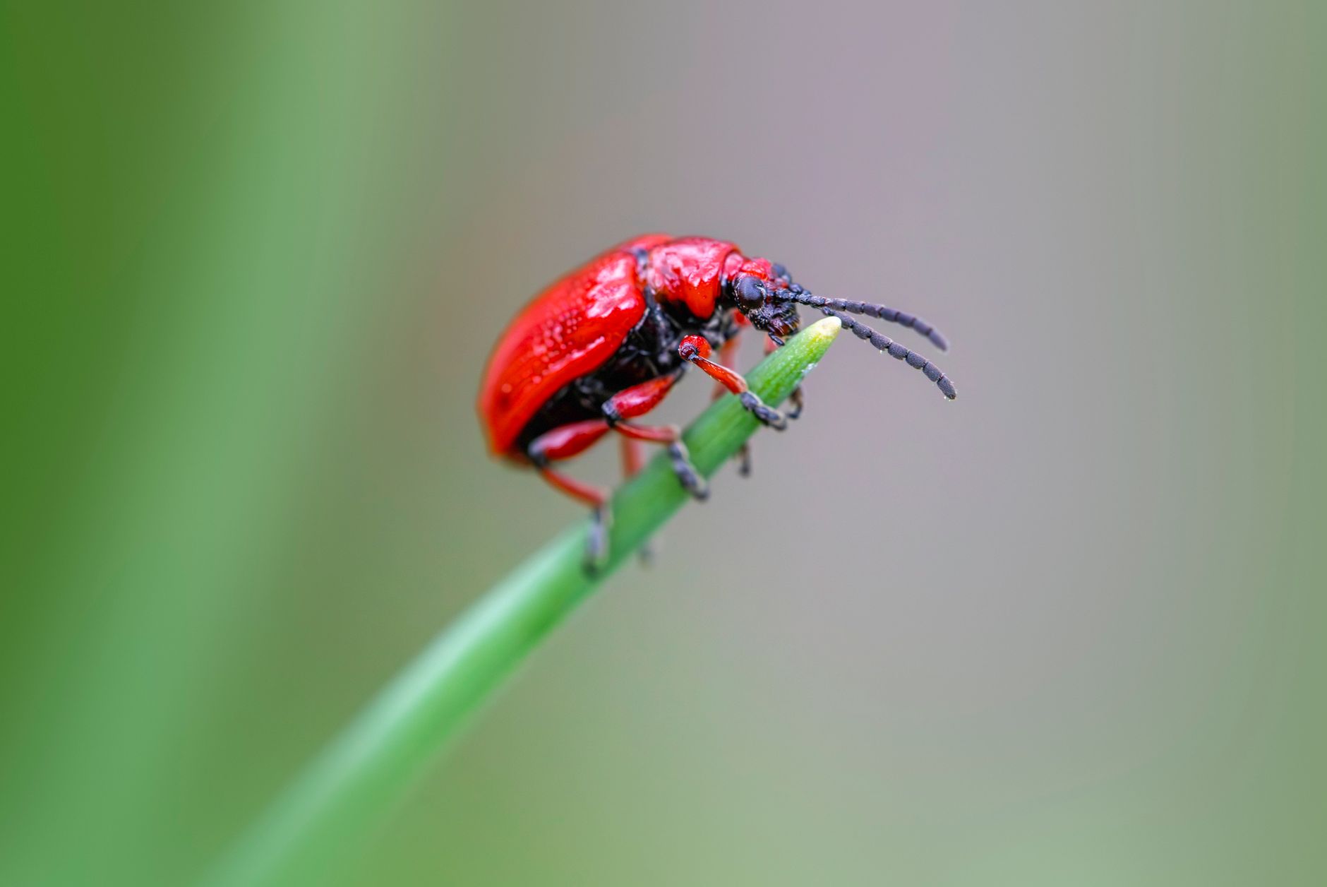 Flea beetle identification