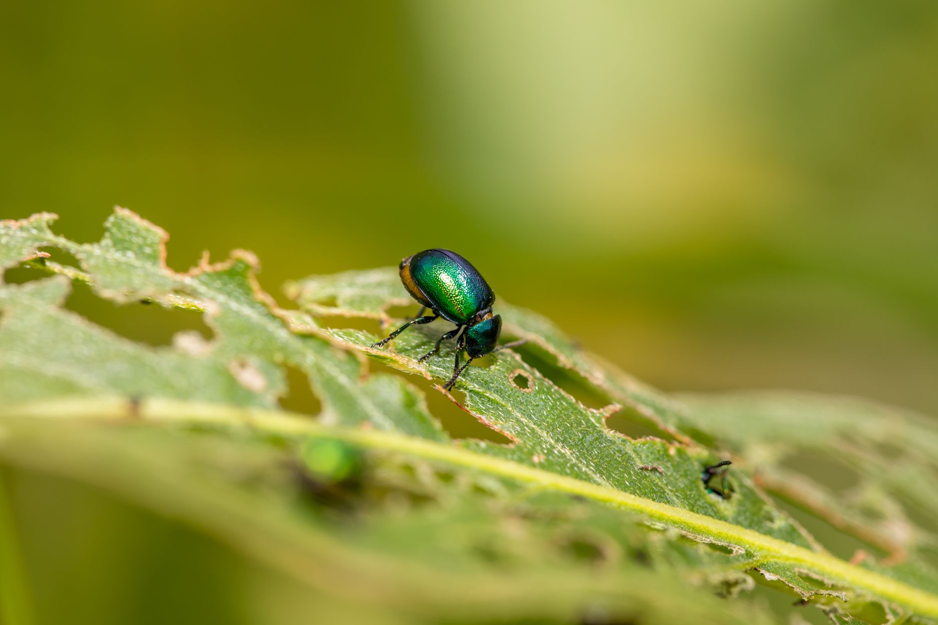 Neem oil