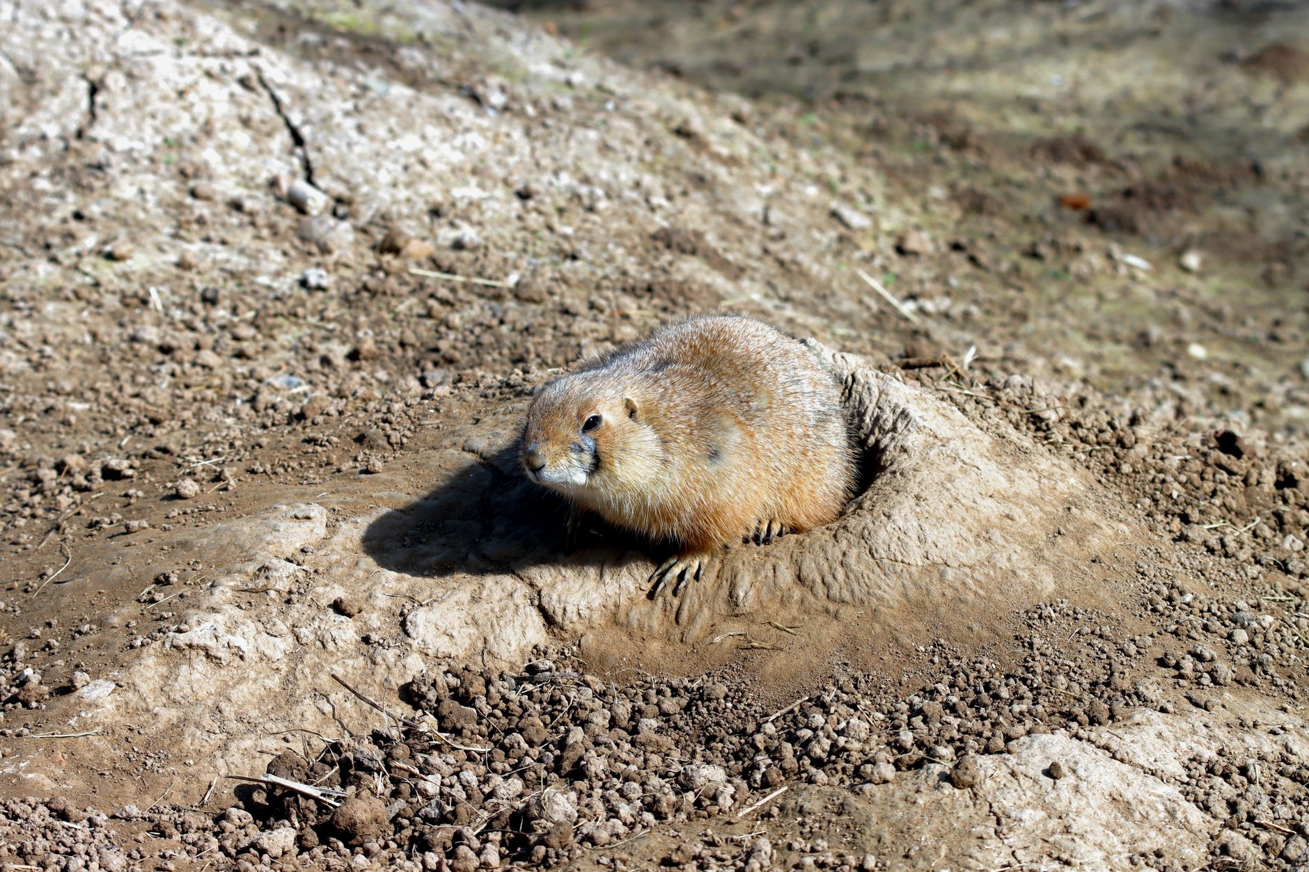 Gopher traps