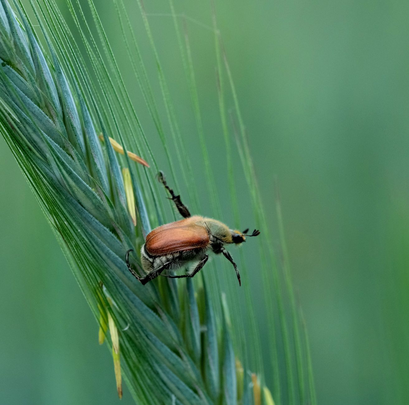 Beneficial nematodes