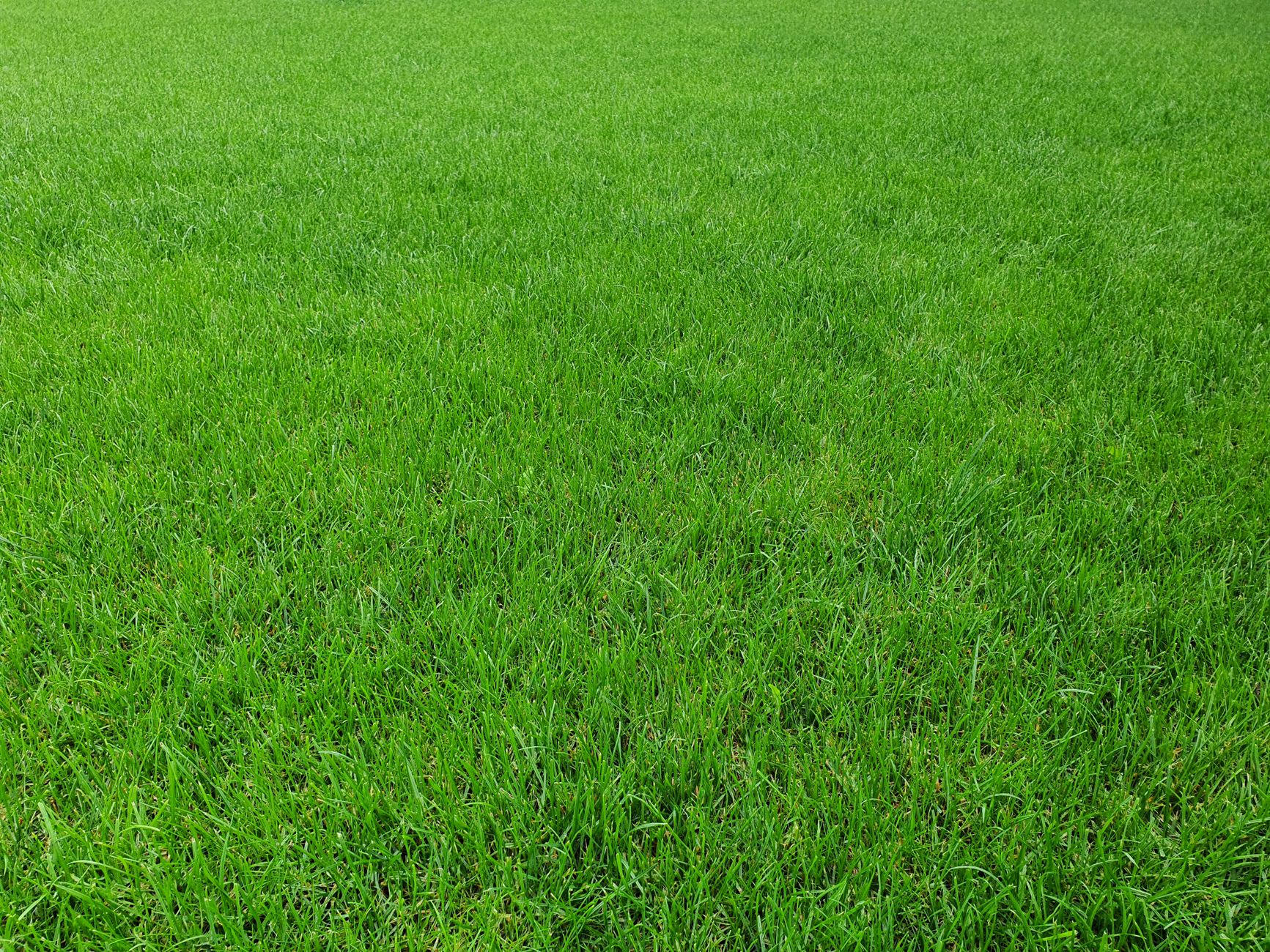 Healthy lawn