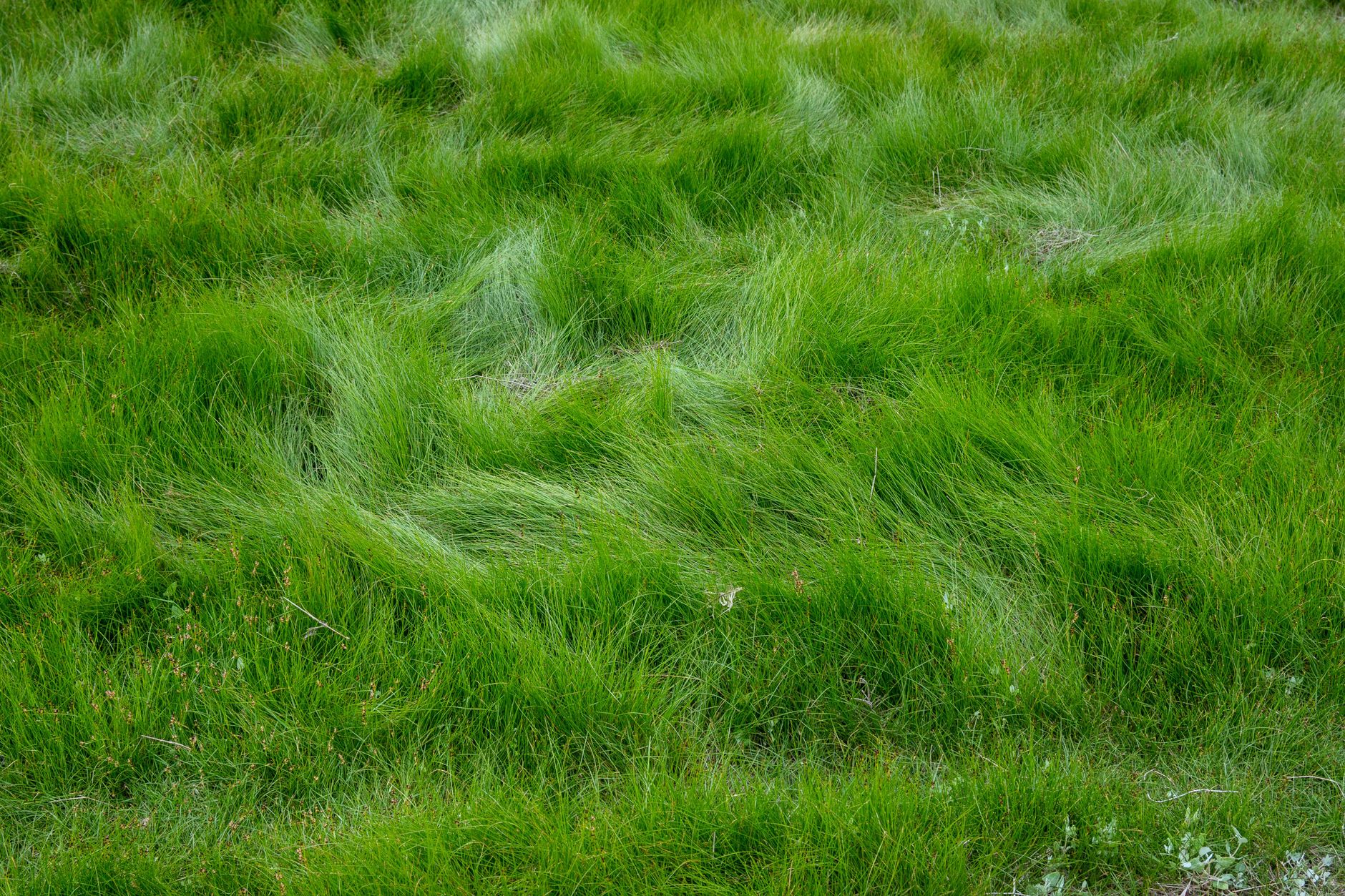 Thatch removal