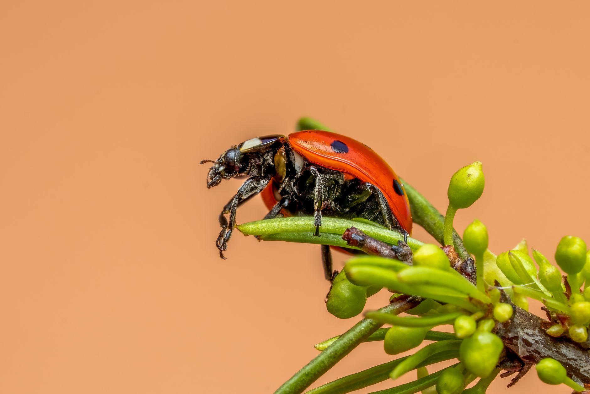 Beneficial insects