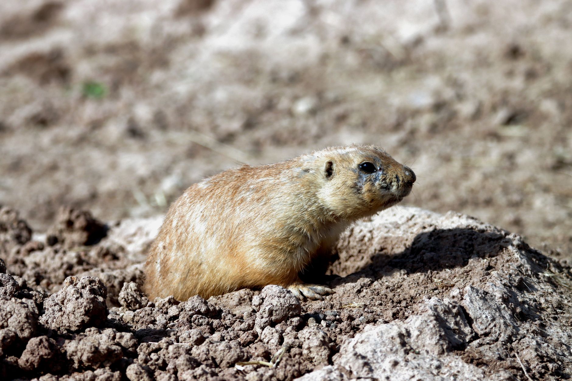 Mole activity signs