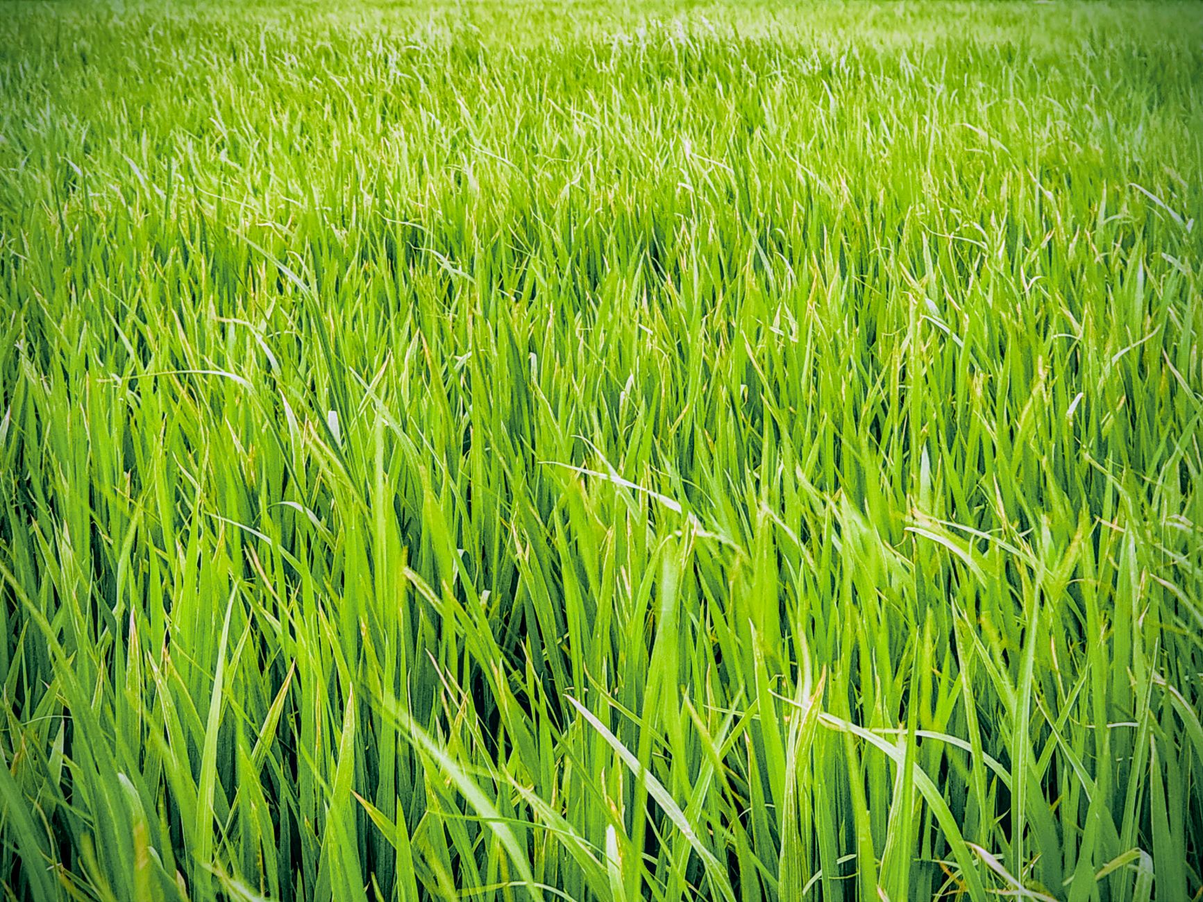 Selective herbicide