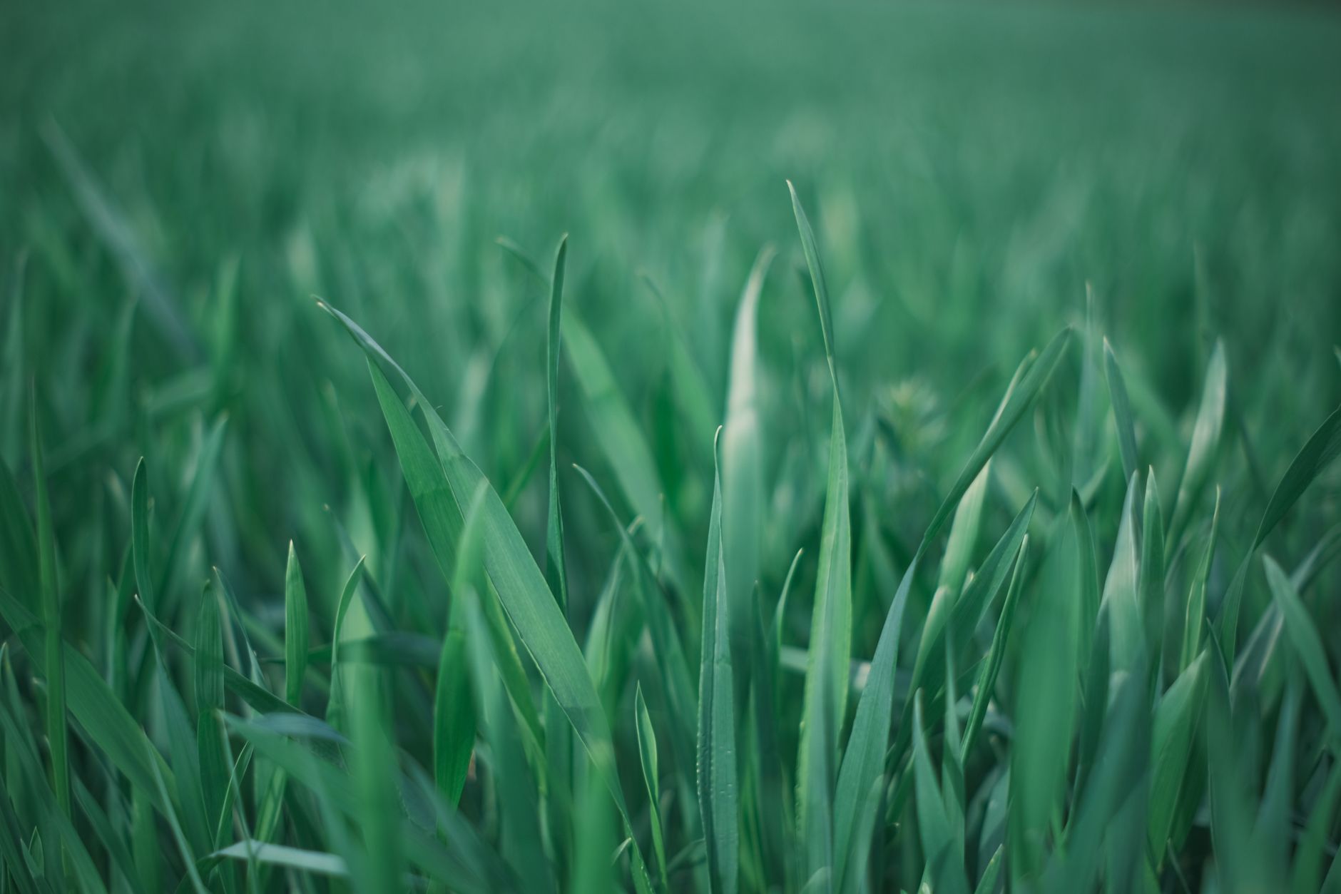 Healthy lawn
