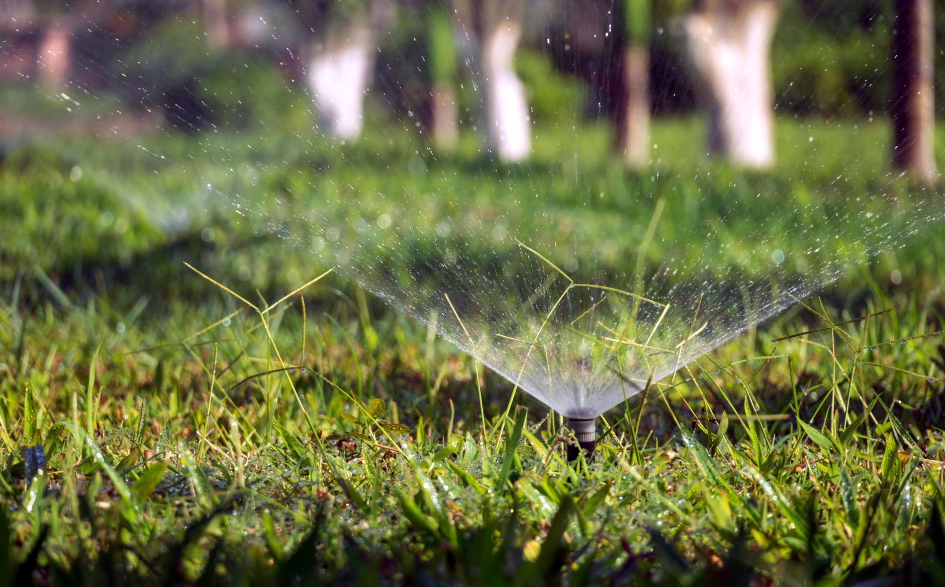 Avoid overwatering
