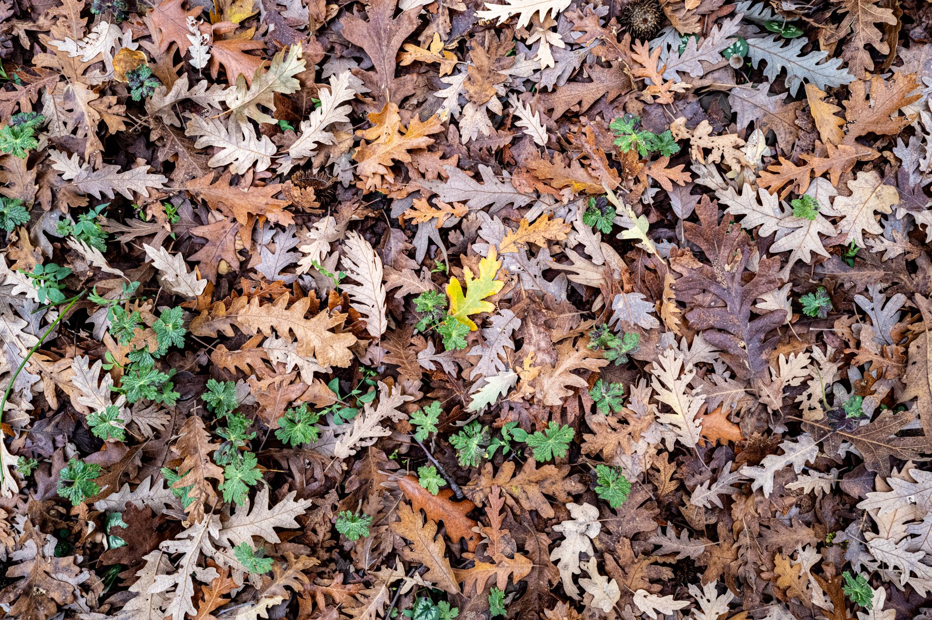 Mulch