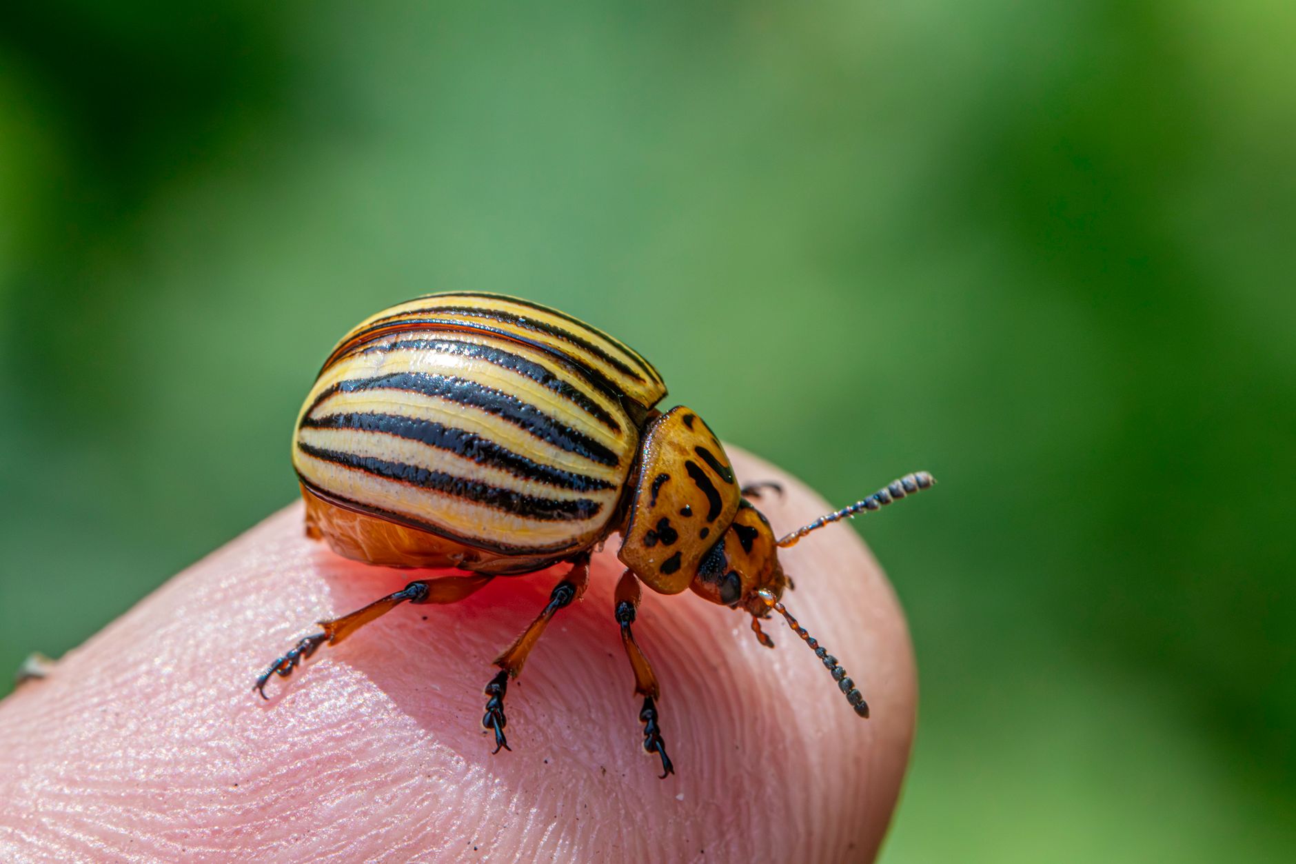 Systemic insecticide