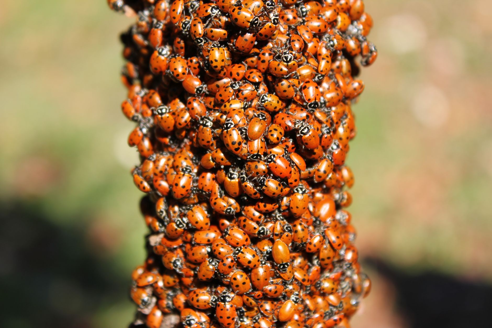 Beneficial insects
