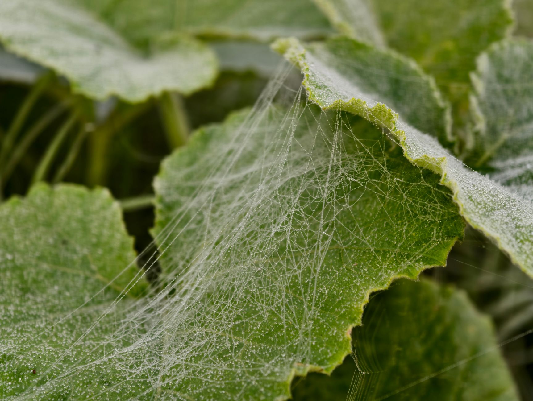 Insecticidal soap
