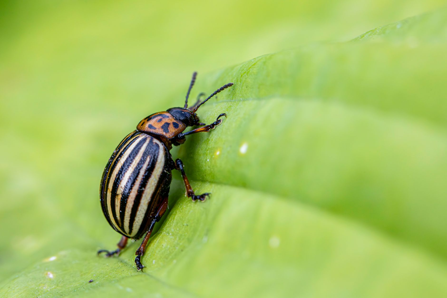 Squash bug signs