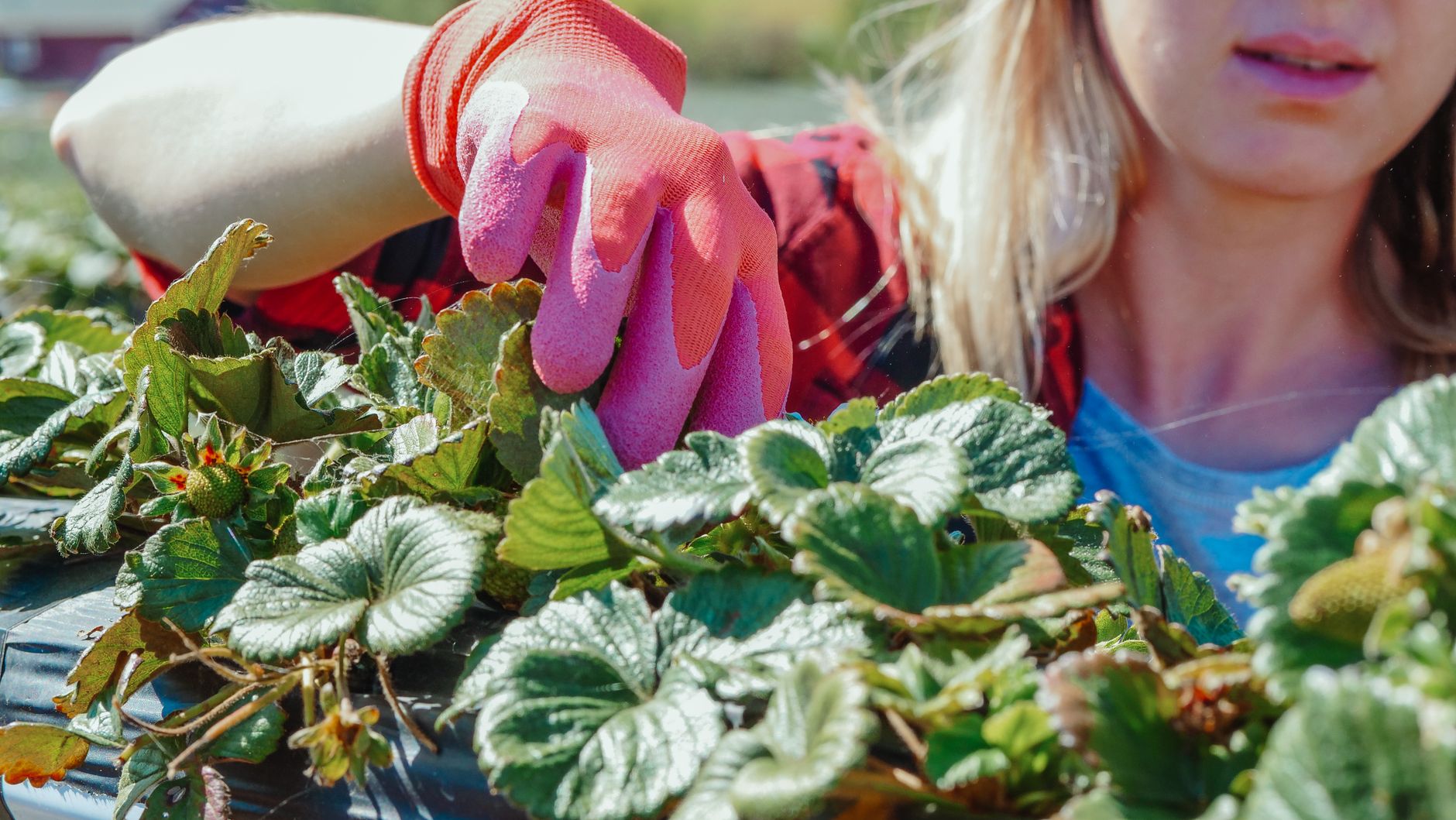 Hand-picking