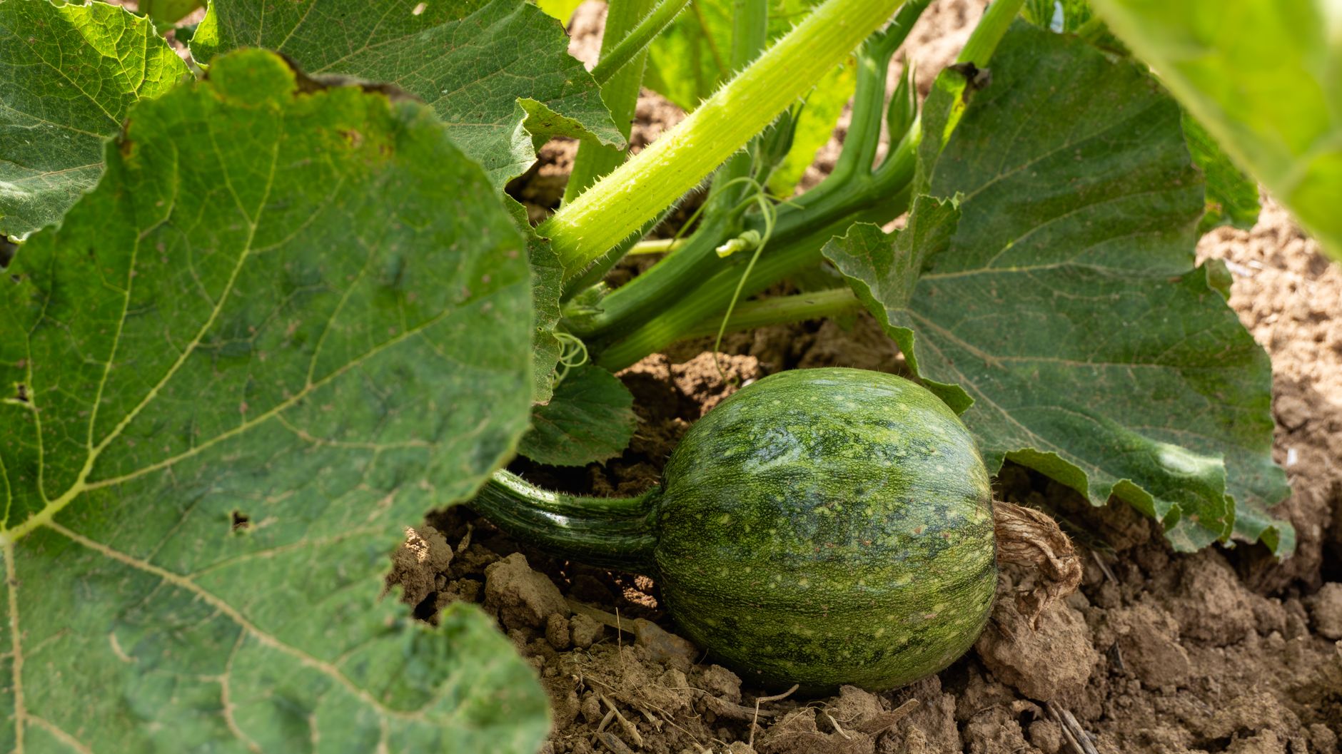 Trap crops