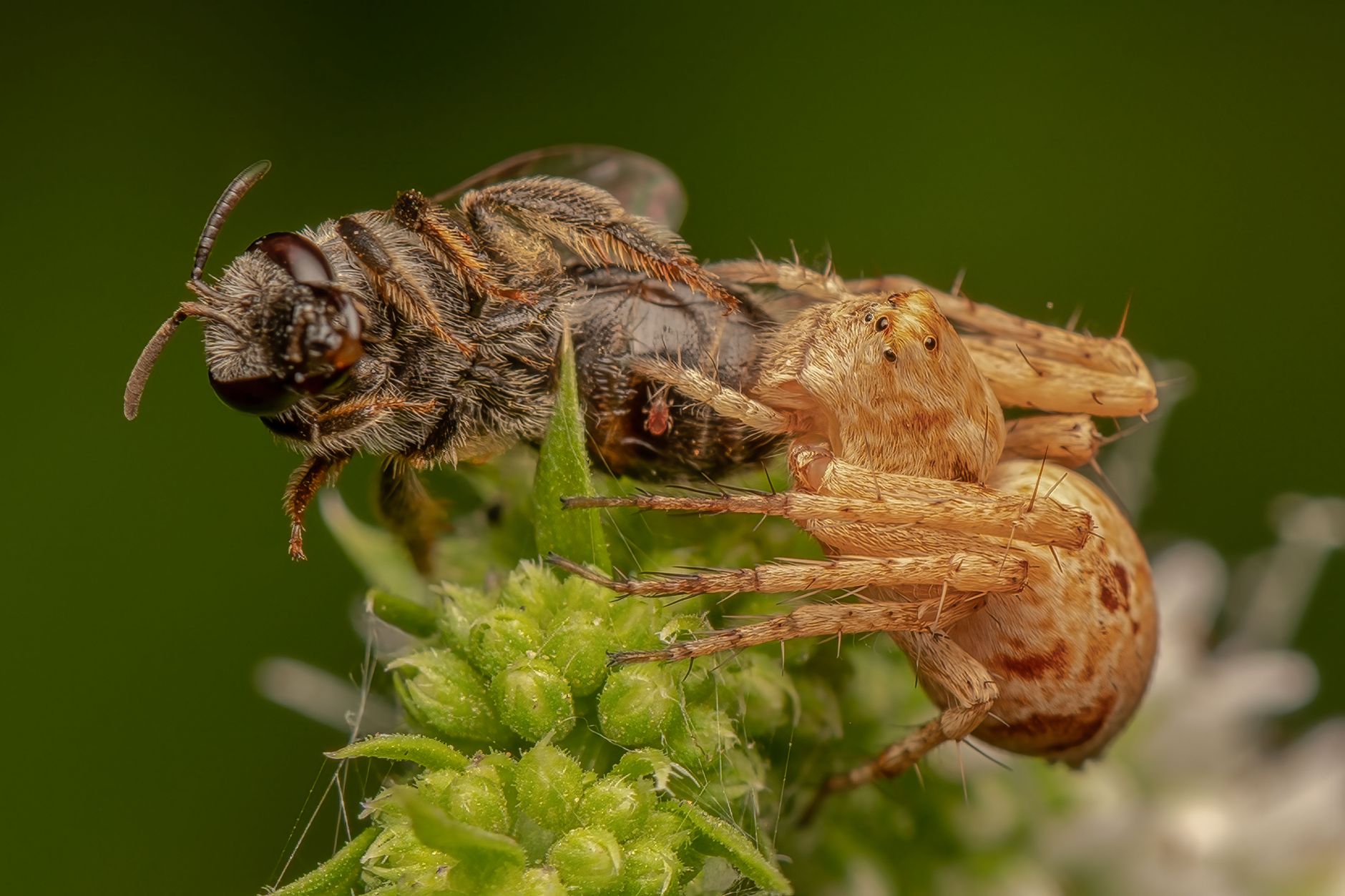 Natural predators