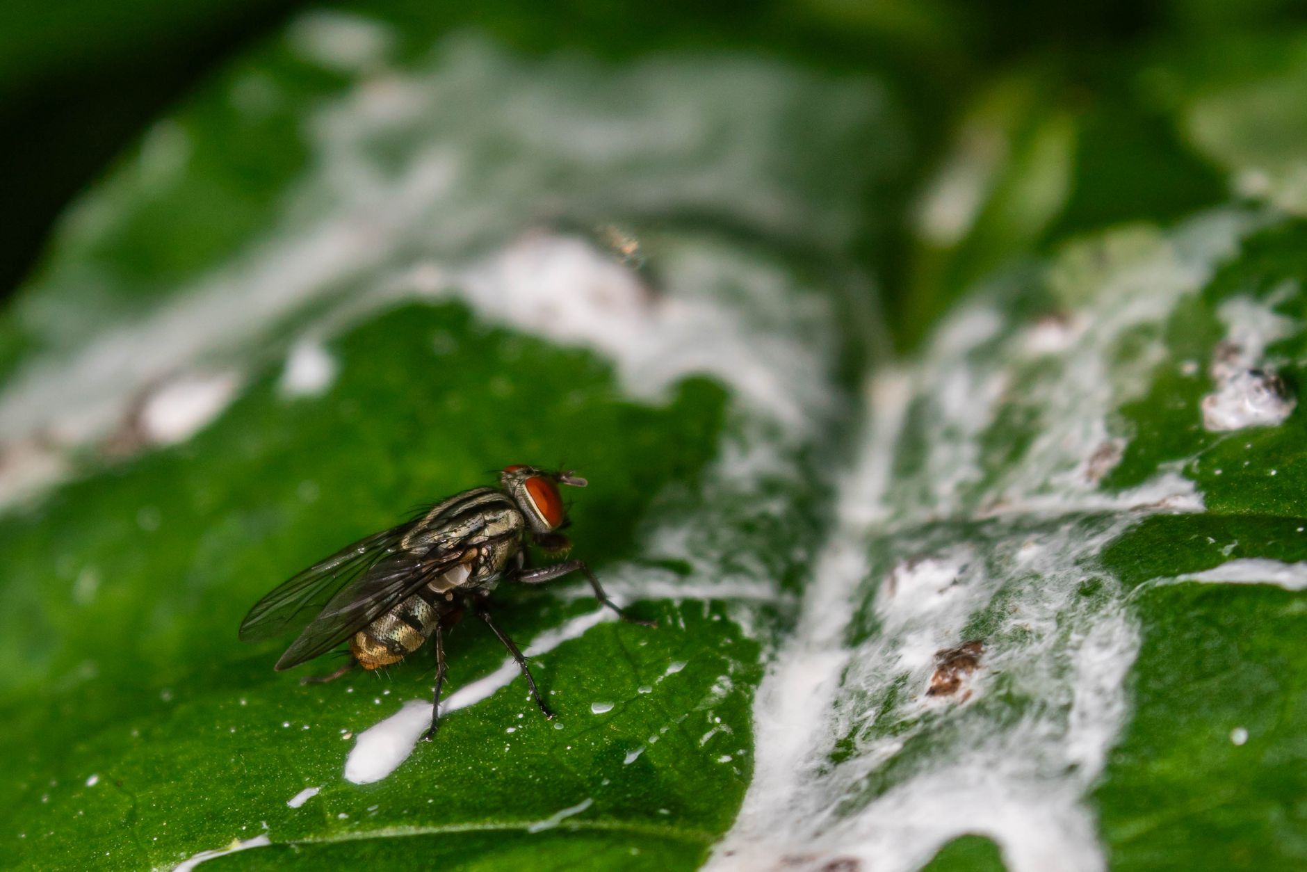 Whitefly signs