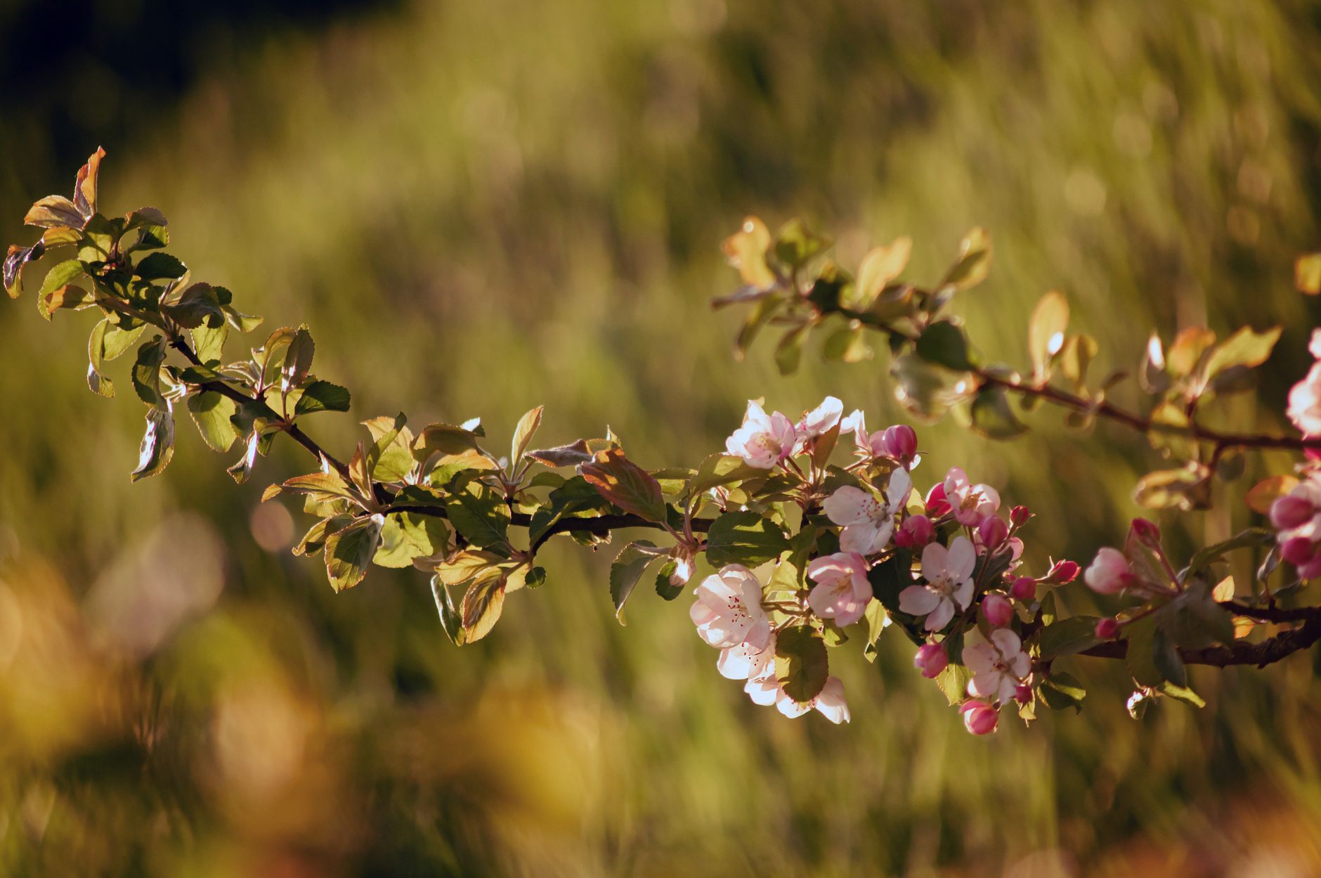 Apple pollination