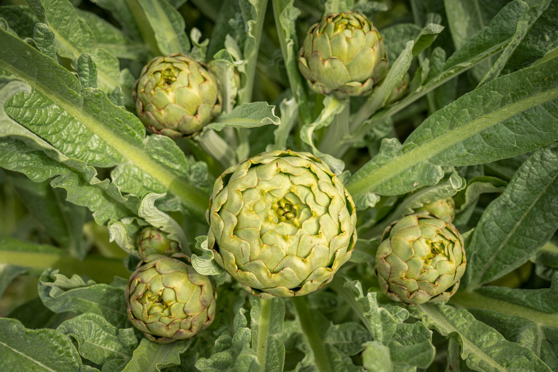 Mature perennial artichoke plant