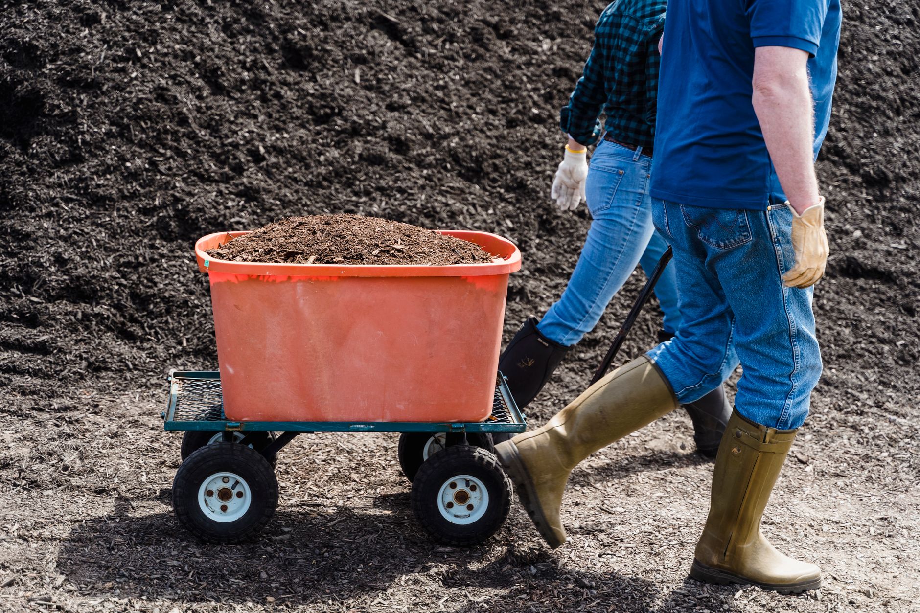 Preparing soil for artichokes