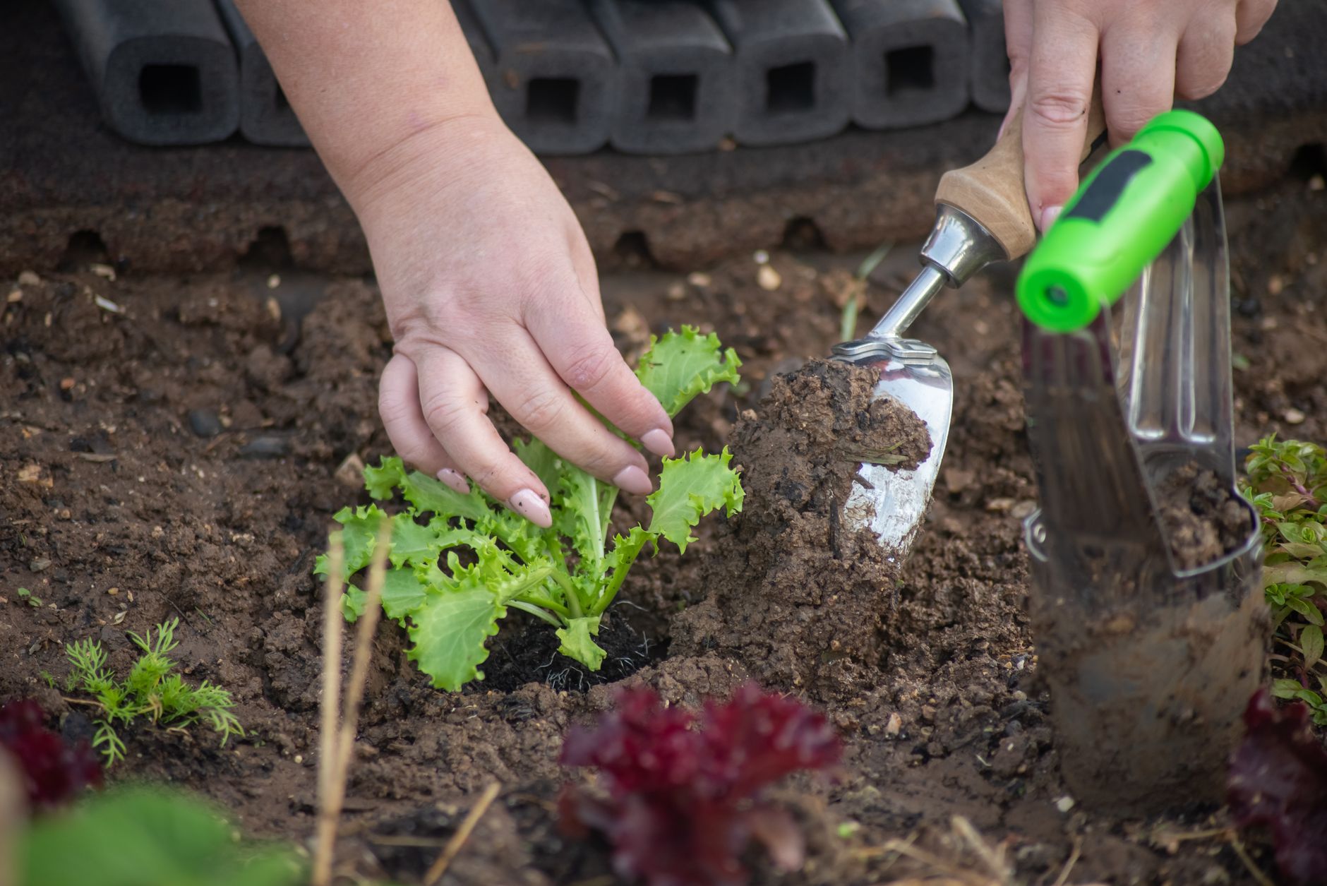 Transplanting an artichoke seedling