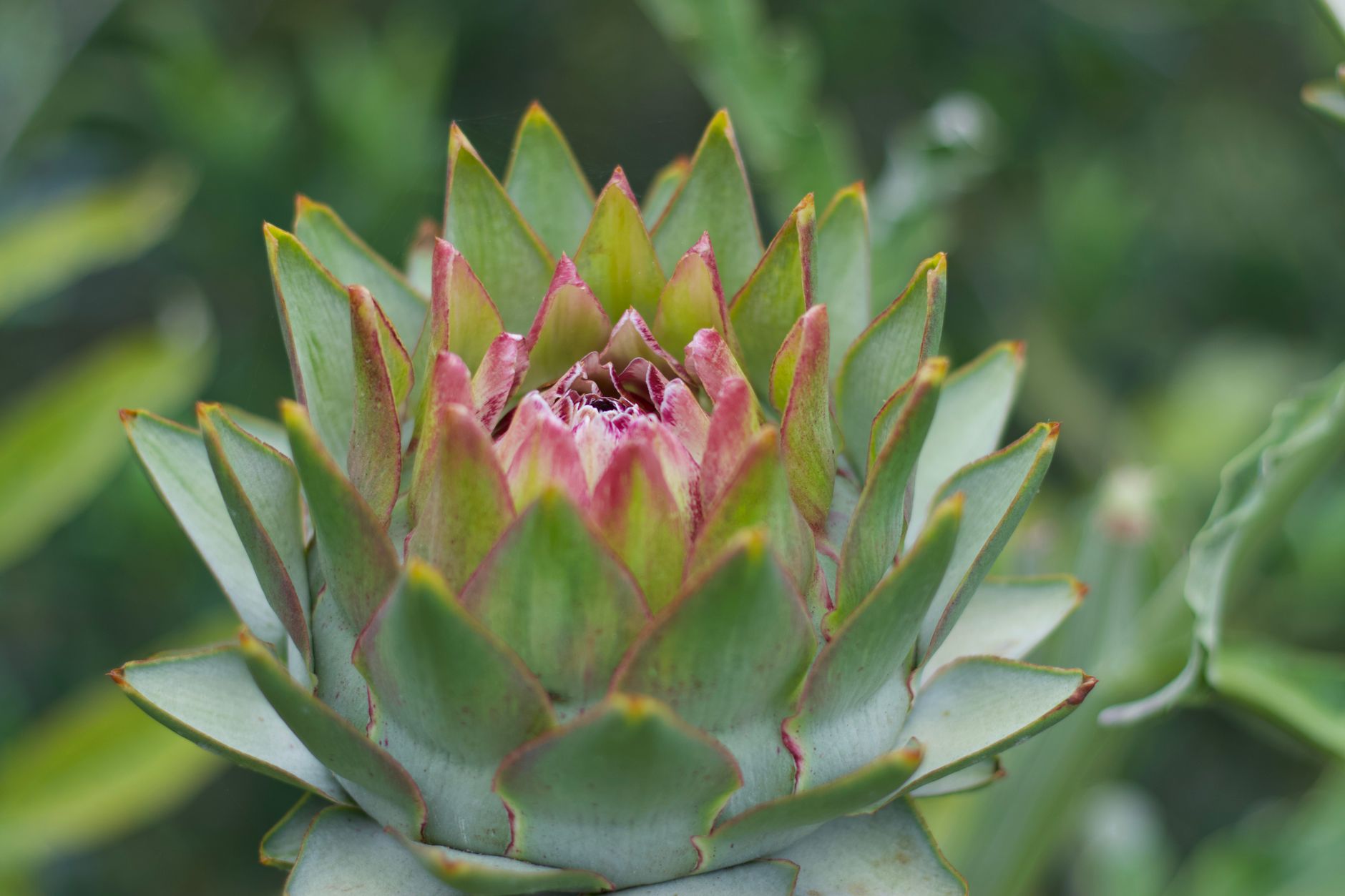 Aphids on artichoke leaves
