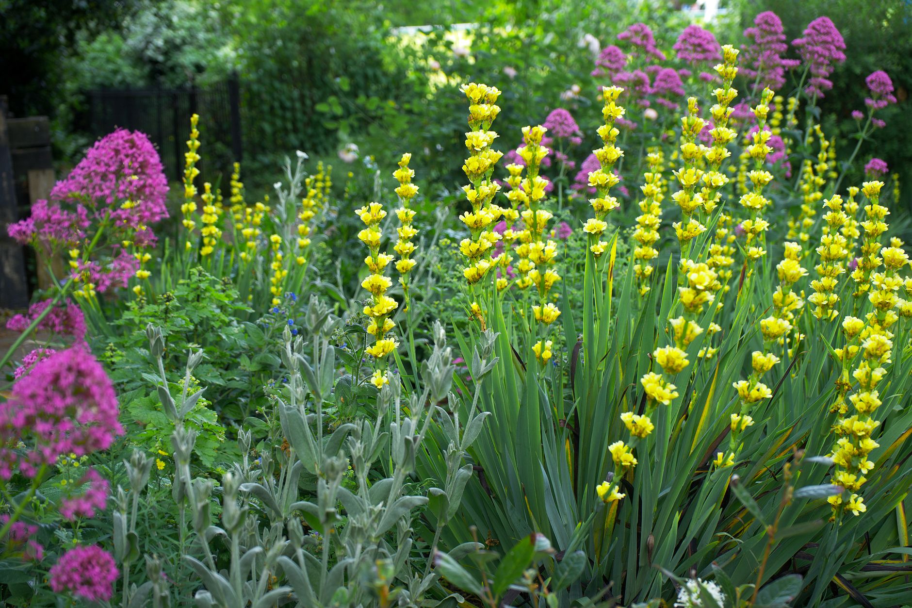 Sunny bed for perennial vegetables