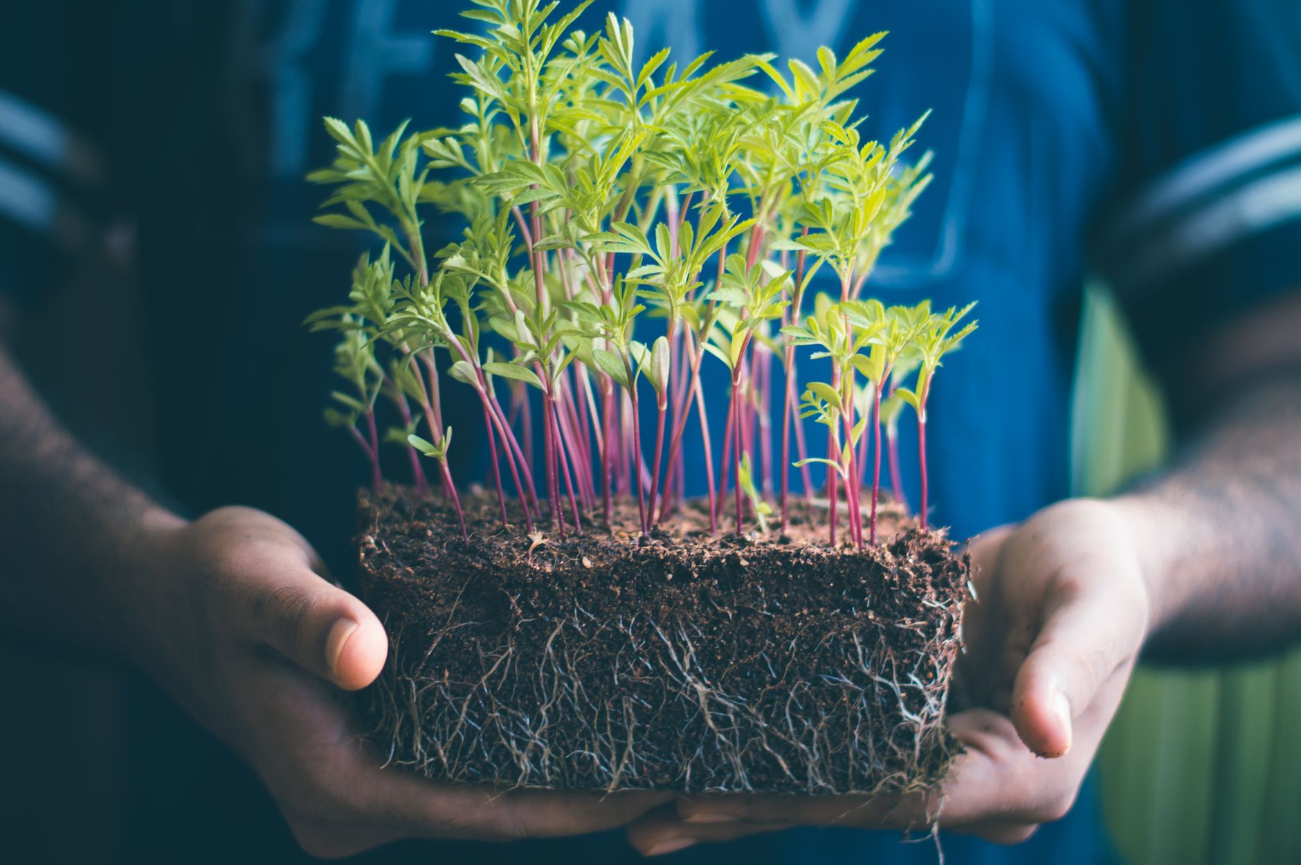 Planting an asparagus crown