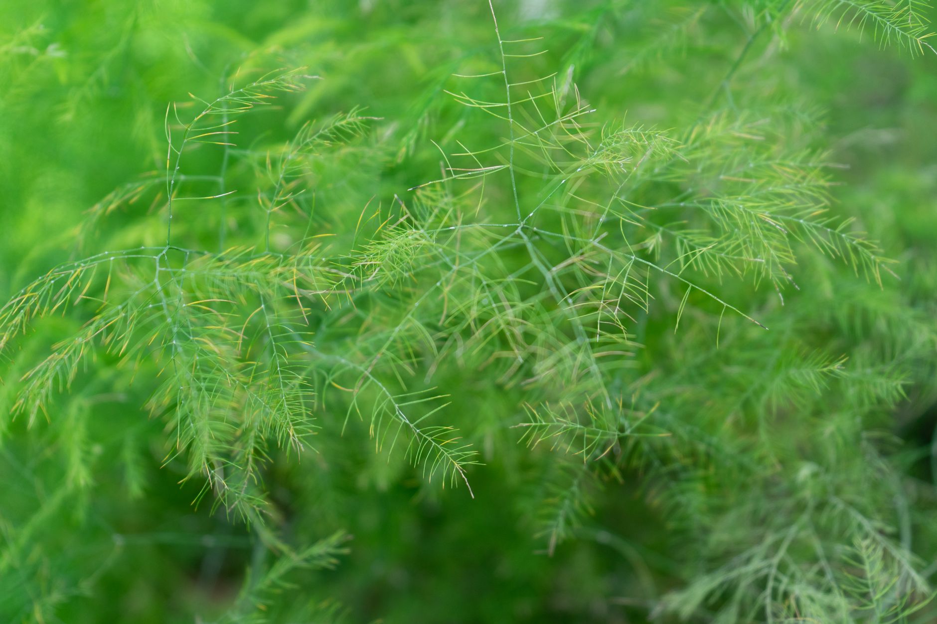 Asparagus fern foliage in summer