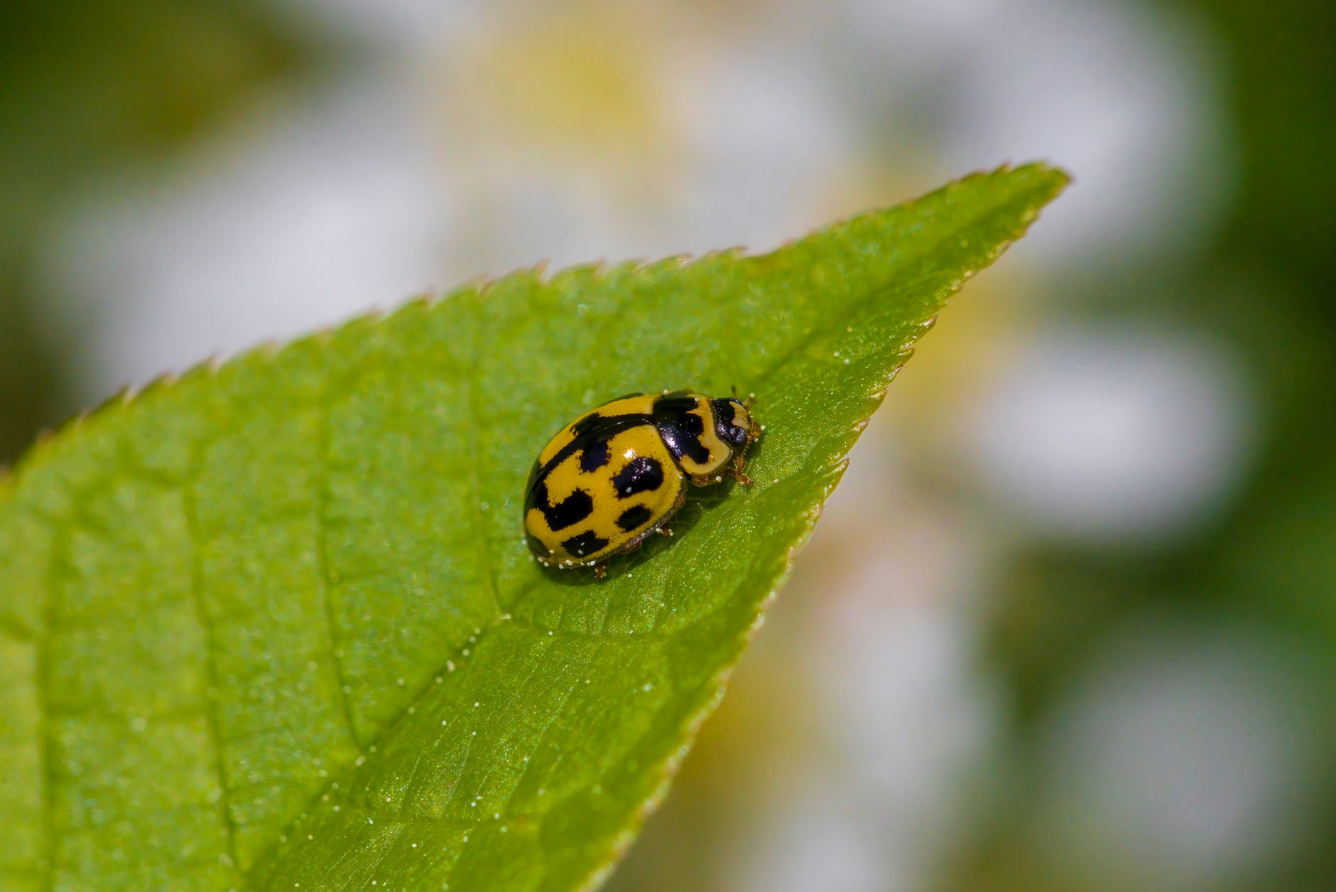 Asparagus beetle on a spear