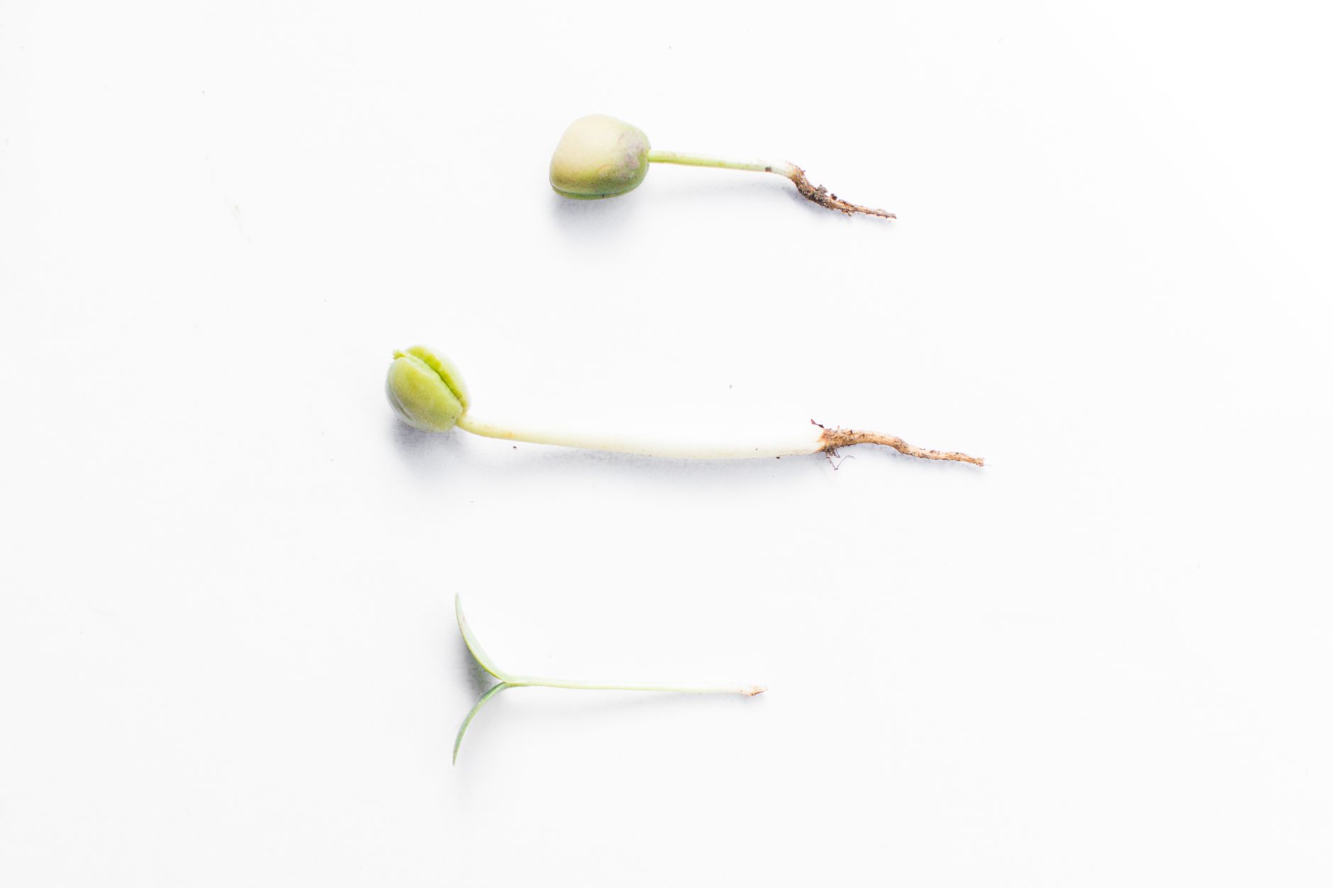 Avocado seed sprouting