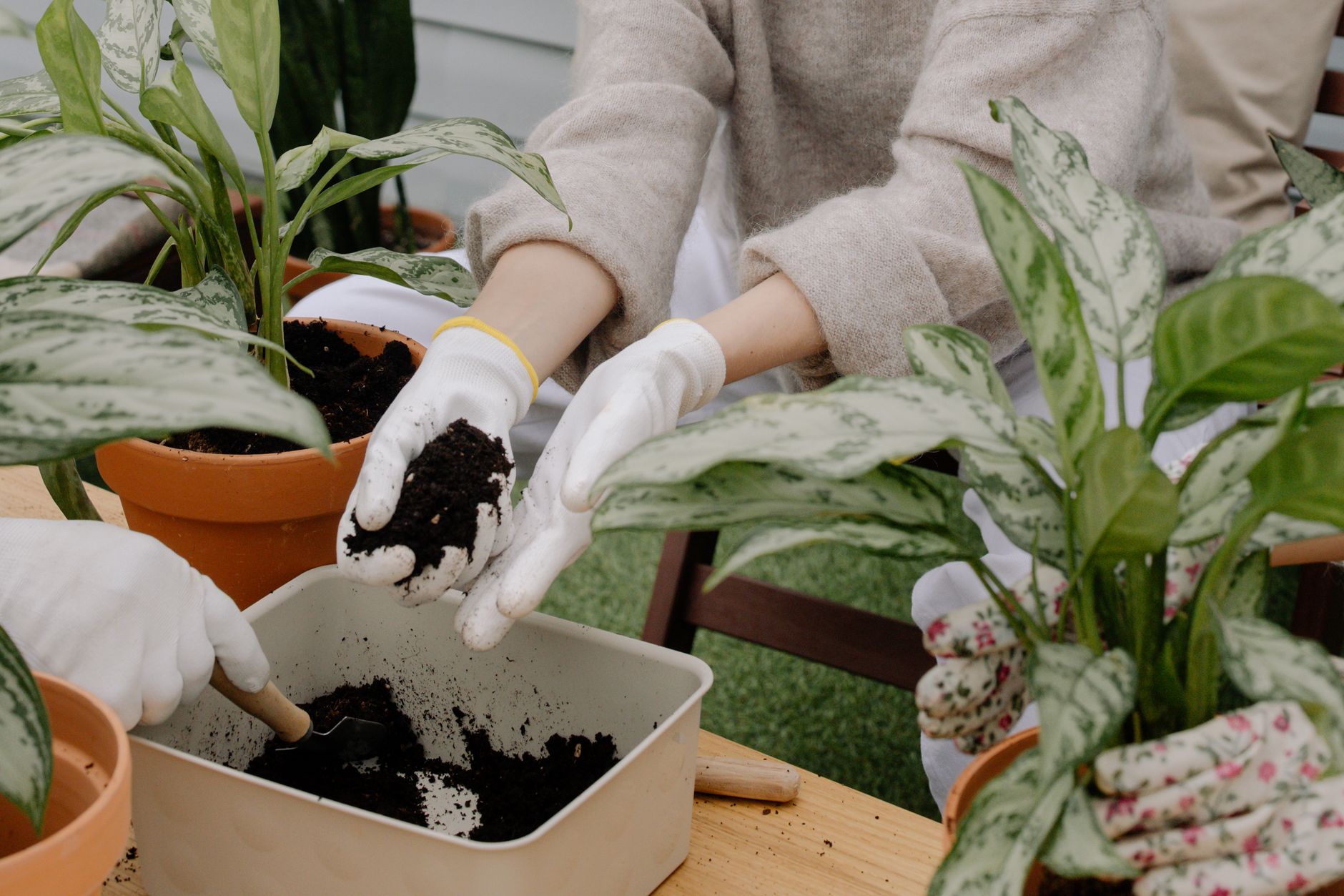 Transplanting avocado