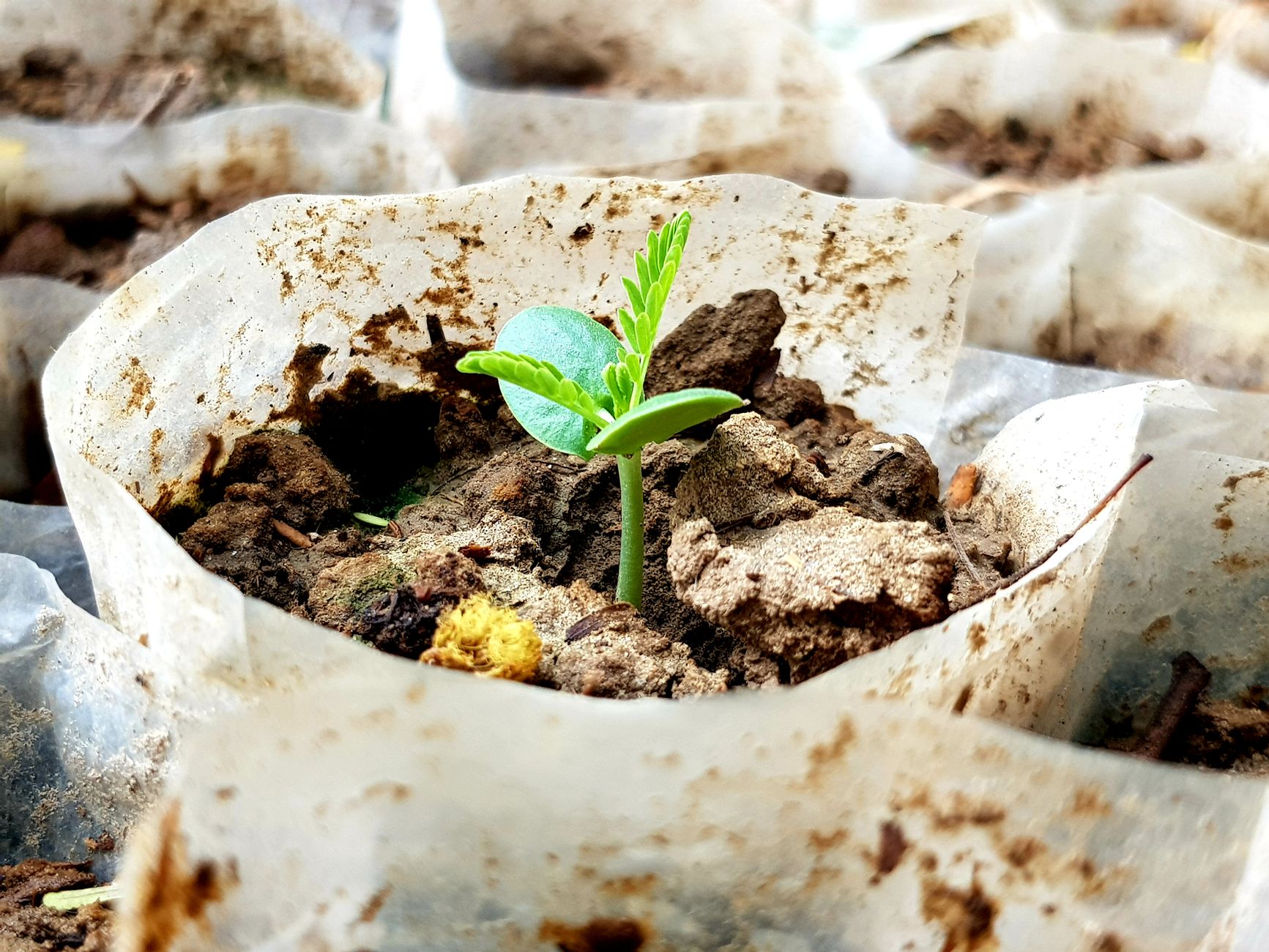 Avocado seedling care