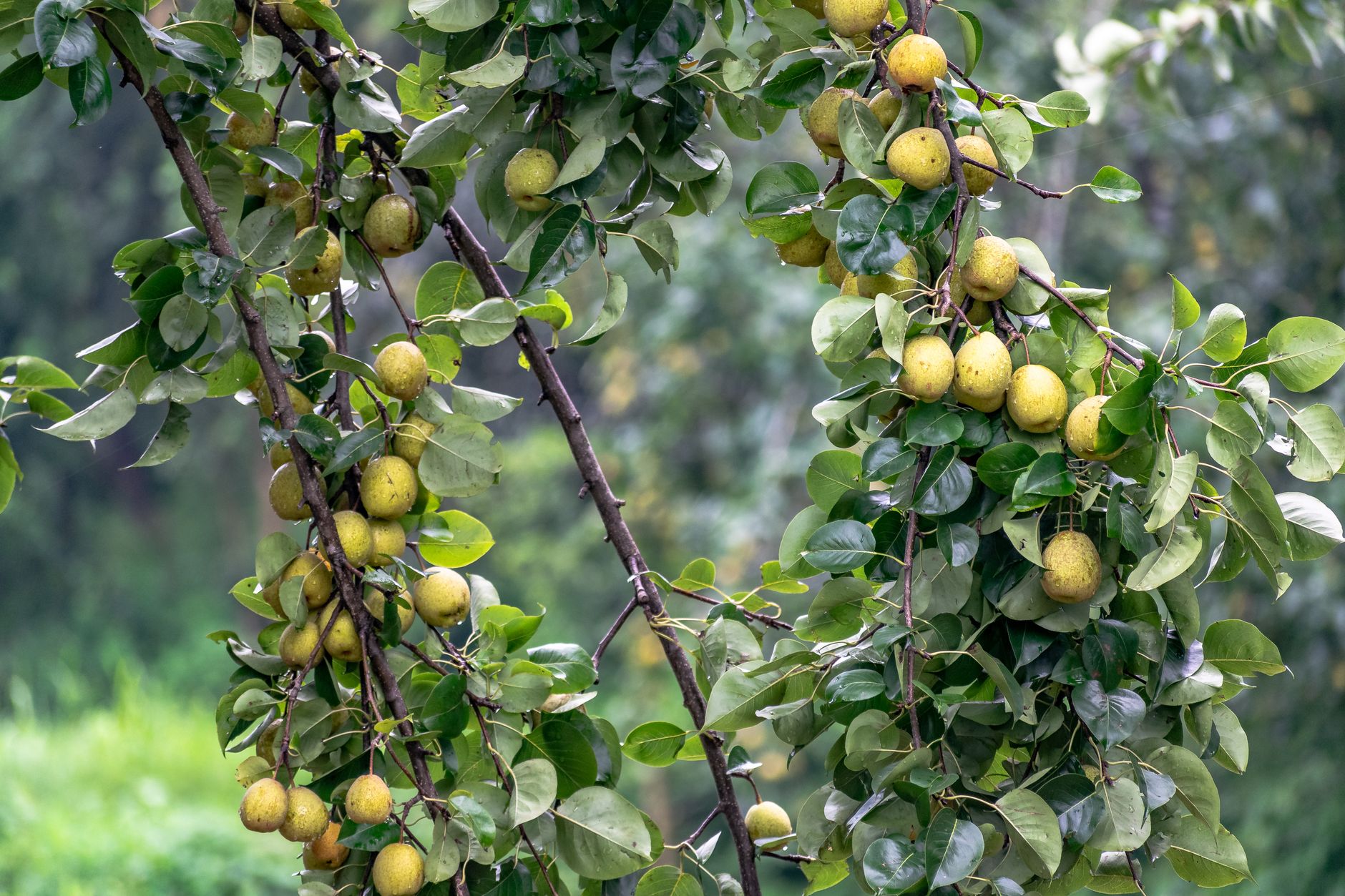Avocado fruiting timeline