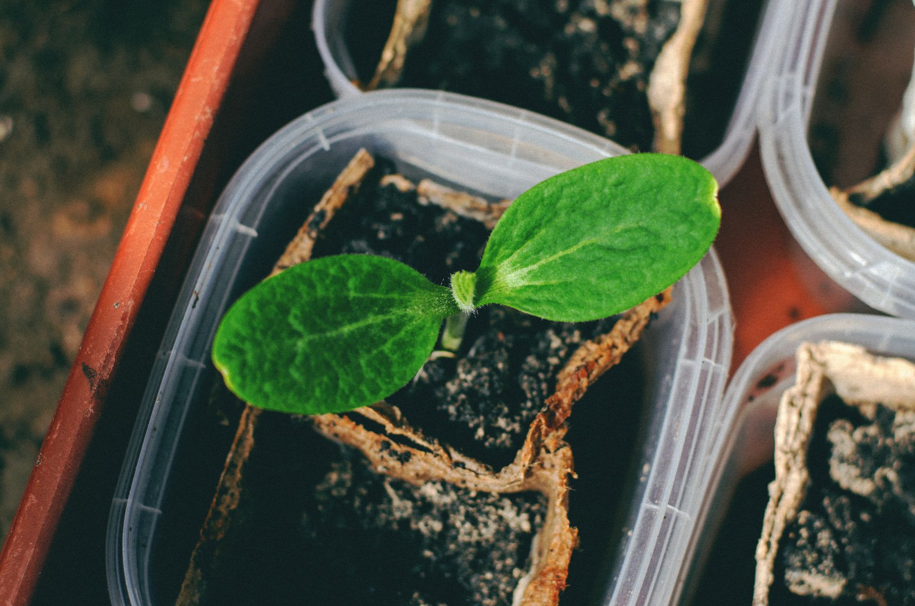 Troubleshooting avocado problems