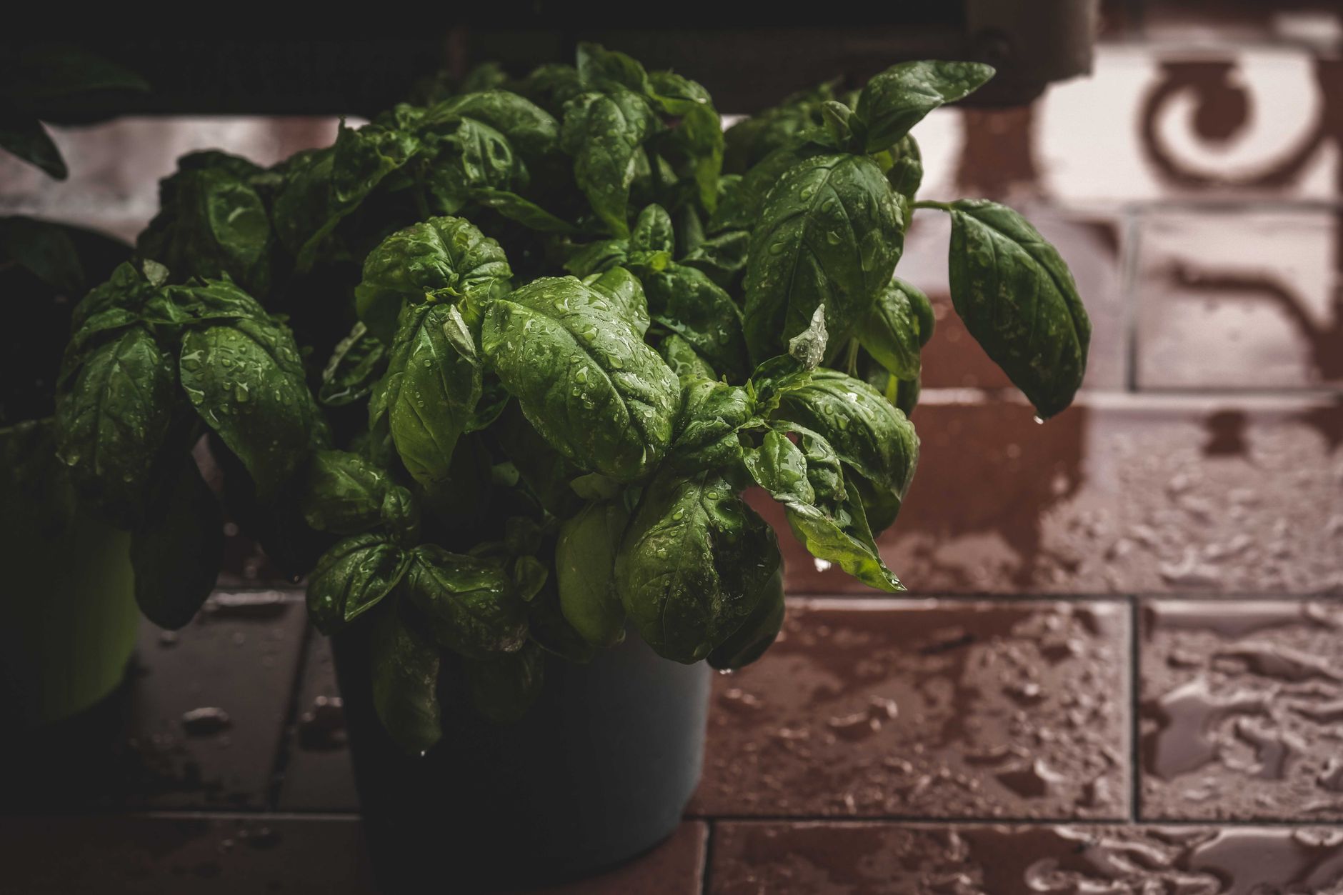 Basil varieties
