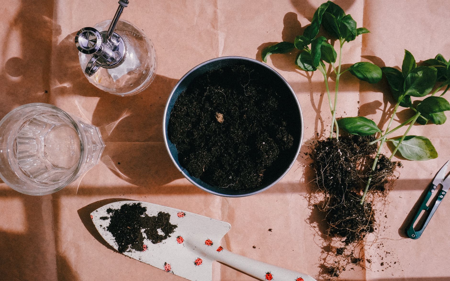 Basil care